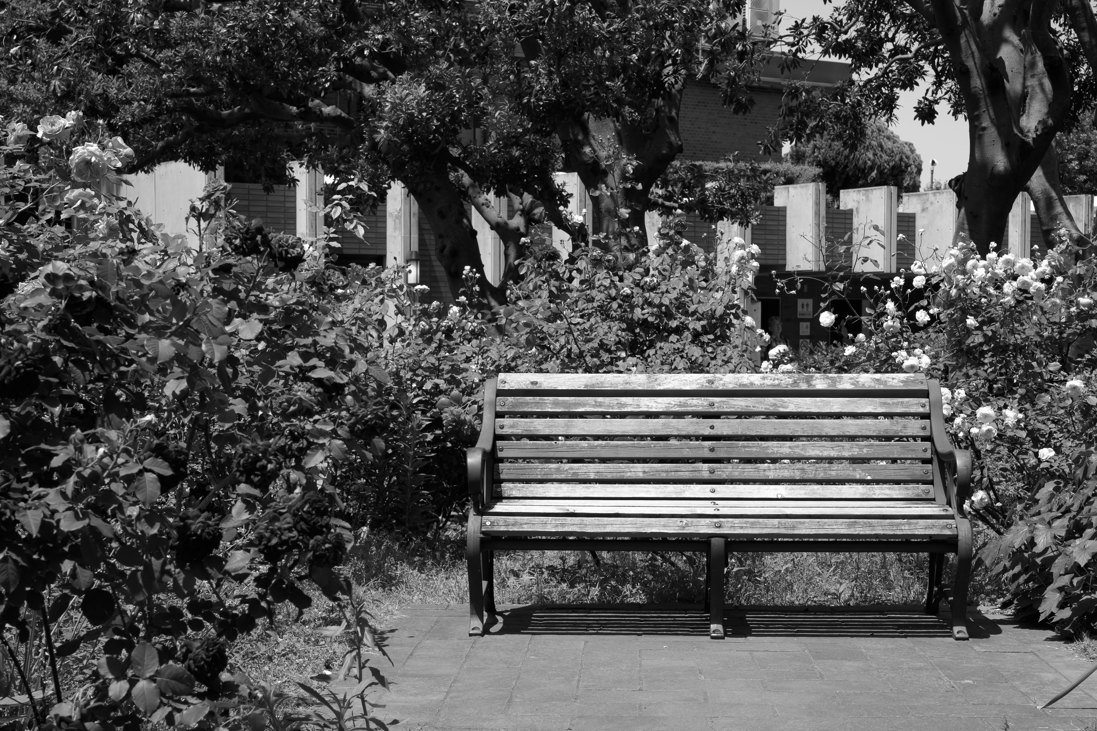 Monochrome photo of a park bench surrounded by flowers