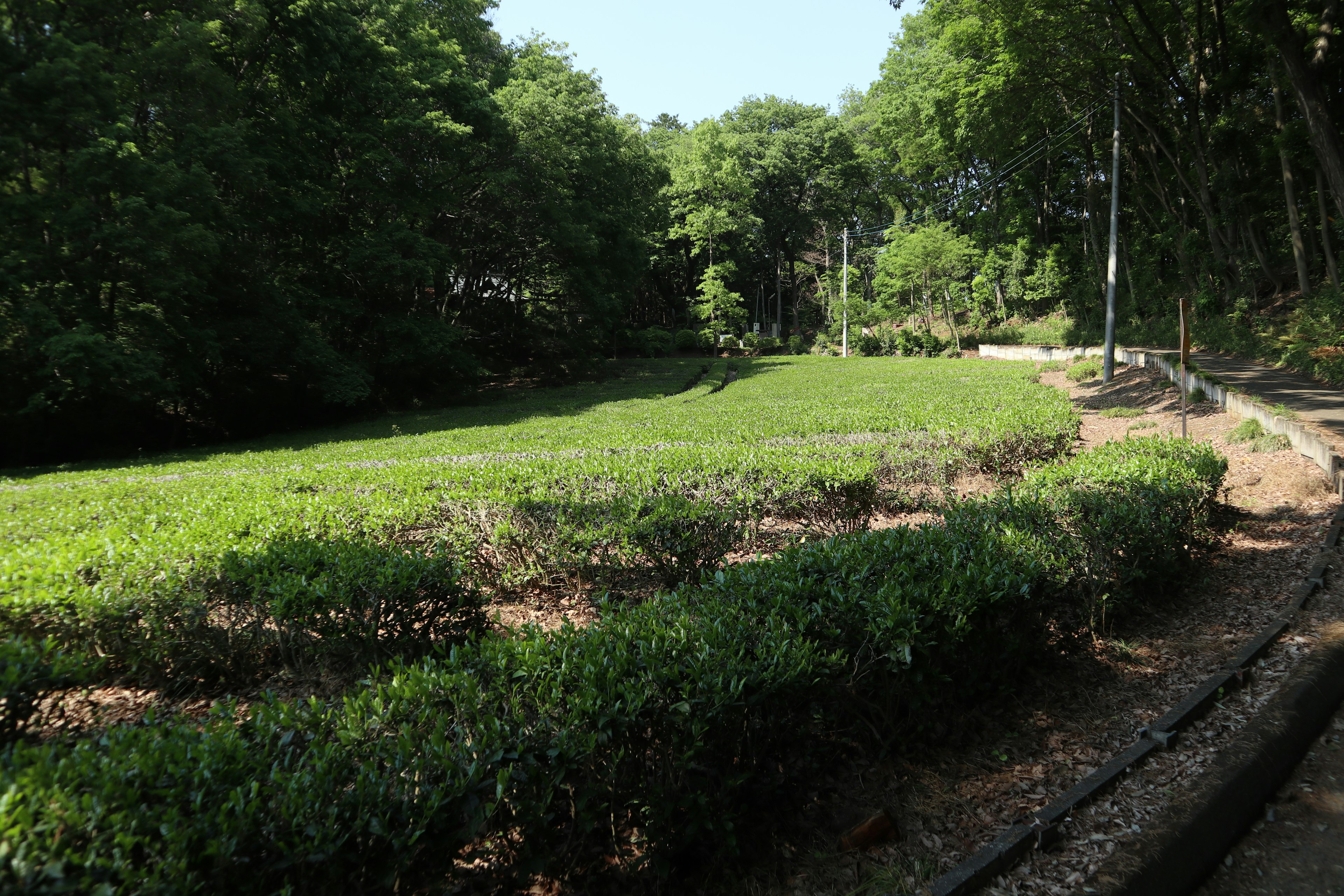 緑豊かな茶畑と周囲の木々の景色