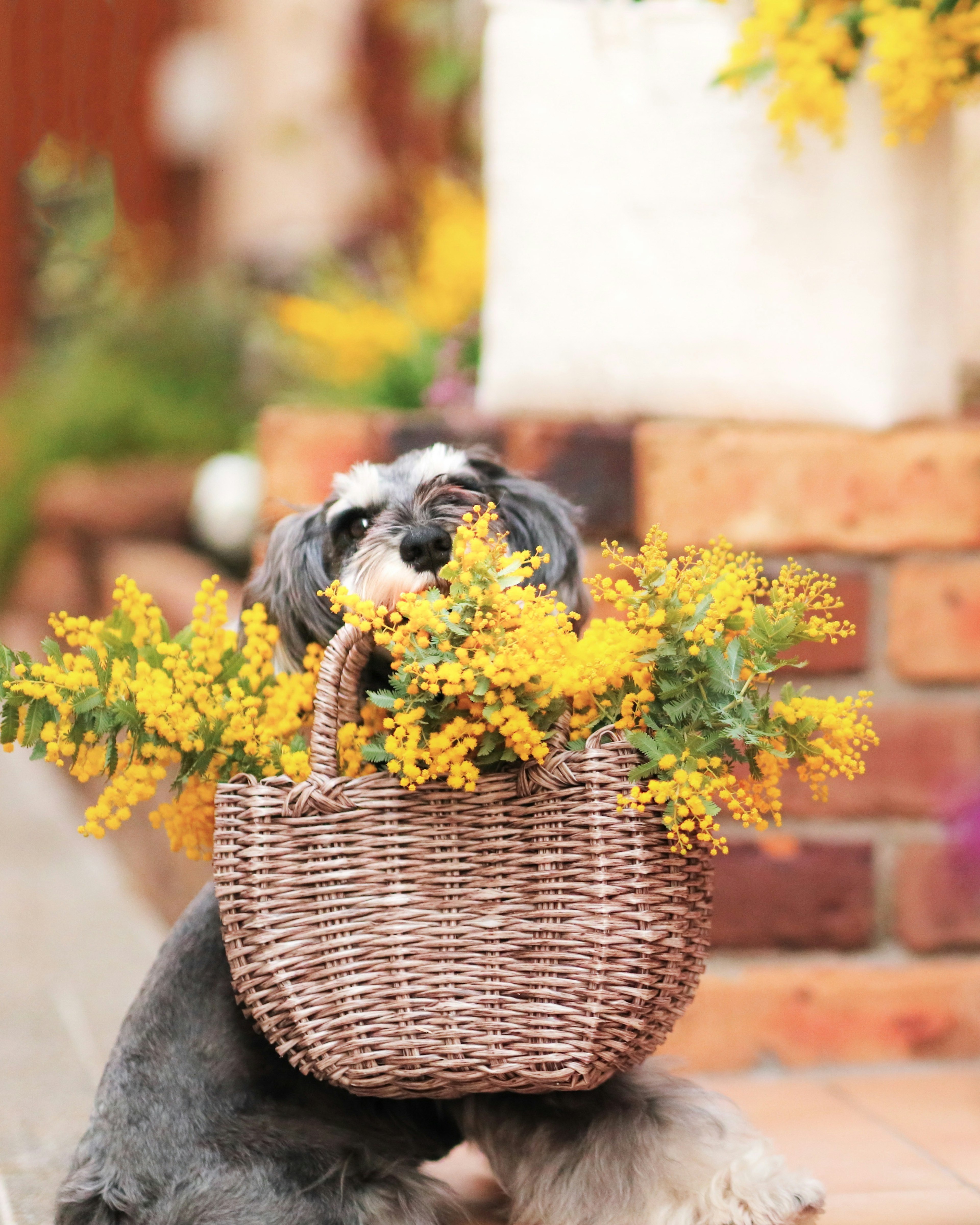 Un cane che tiene un cesto di fiori gialli