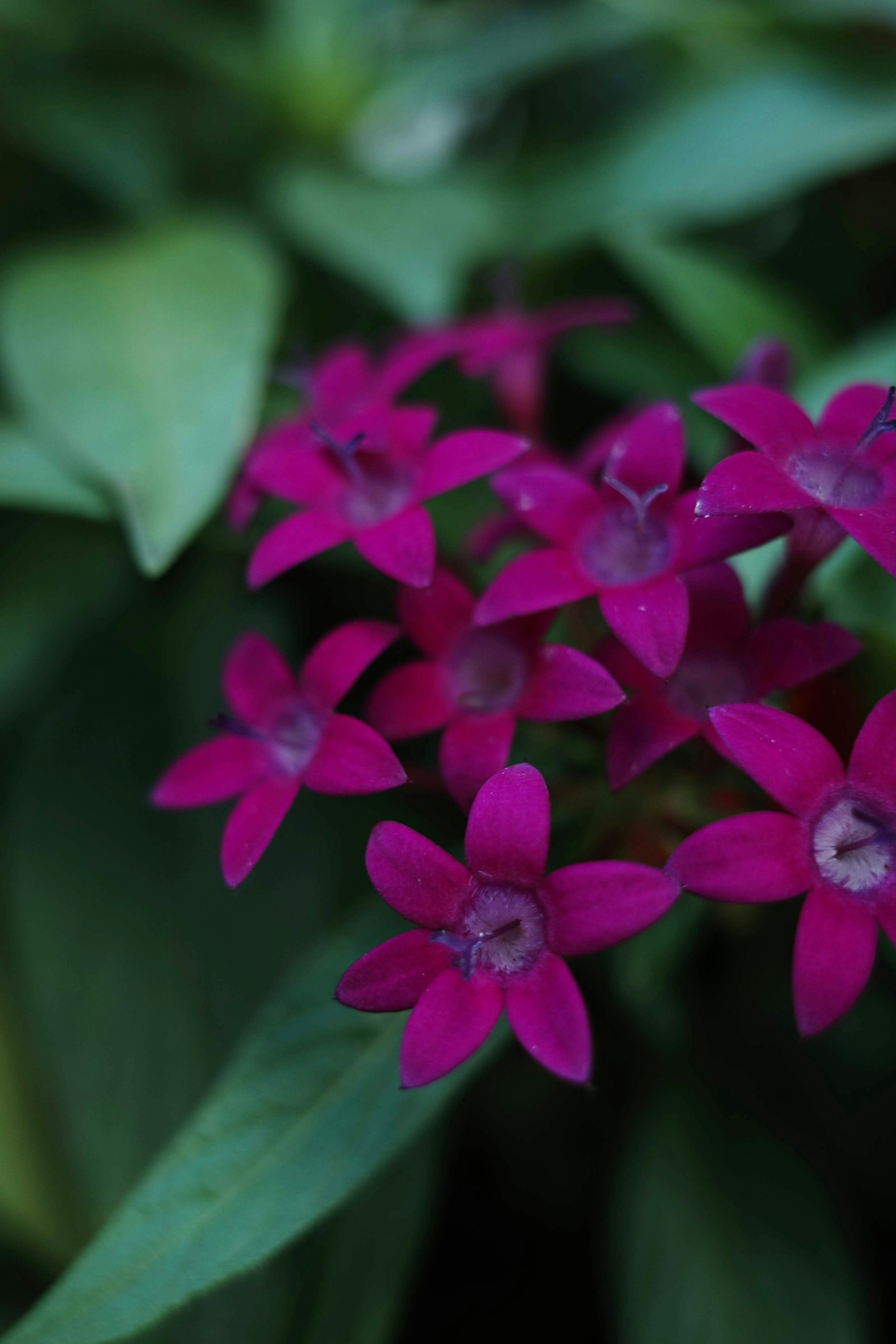 鮮やかな紫色の花が咲いている植物のクローズアップ 緑の葉が背景にあり