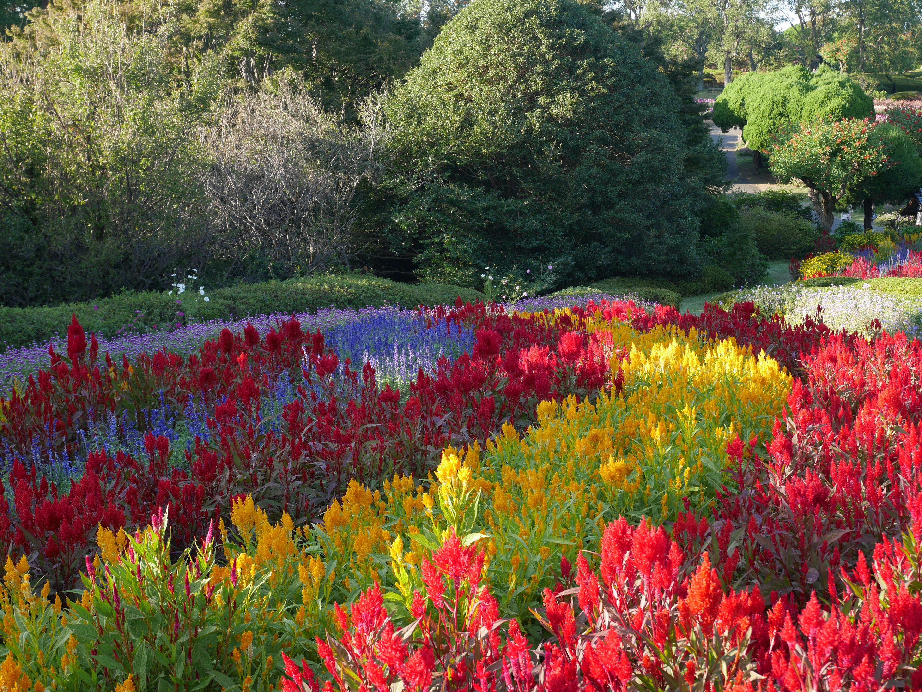 Jardín de flores vibrante con flores rojas, amarillas y moradas