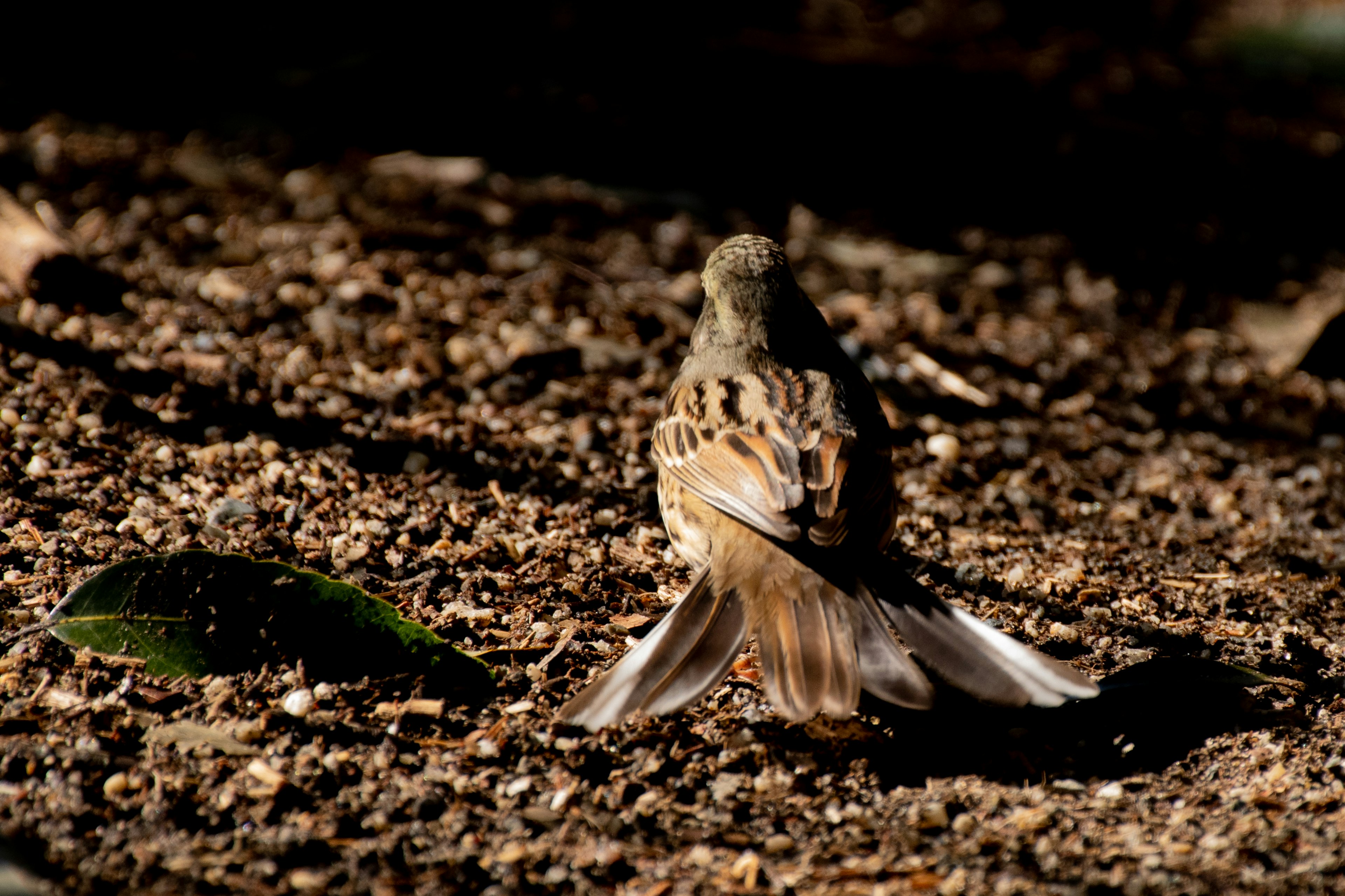 Kleiner Vogel von hinten auf dem Boden mit braunen und weißen gemusterten Federn