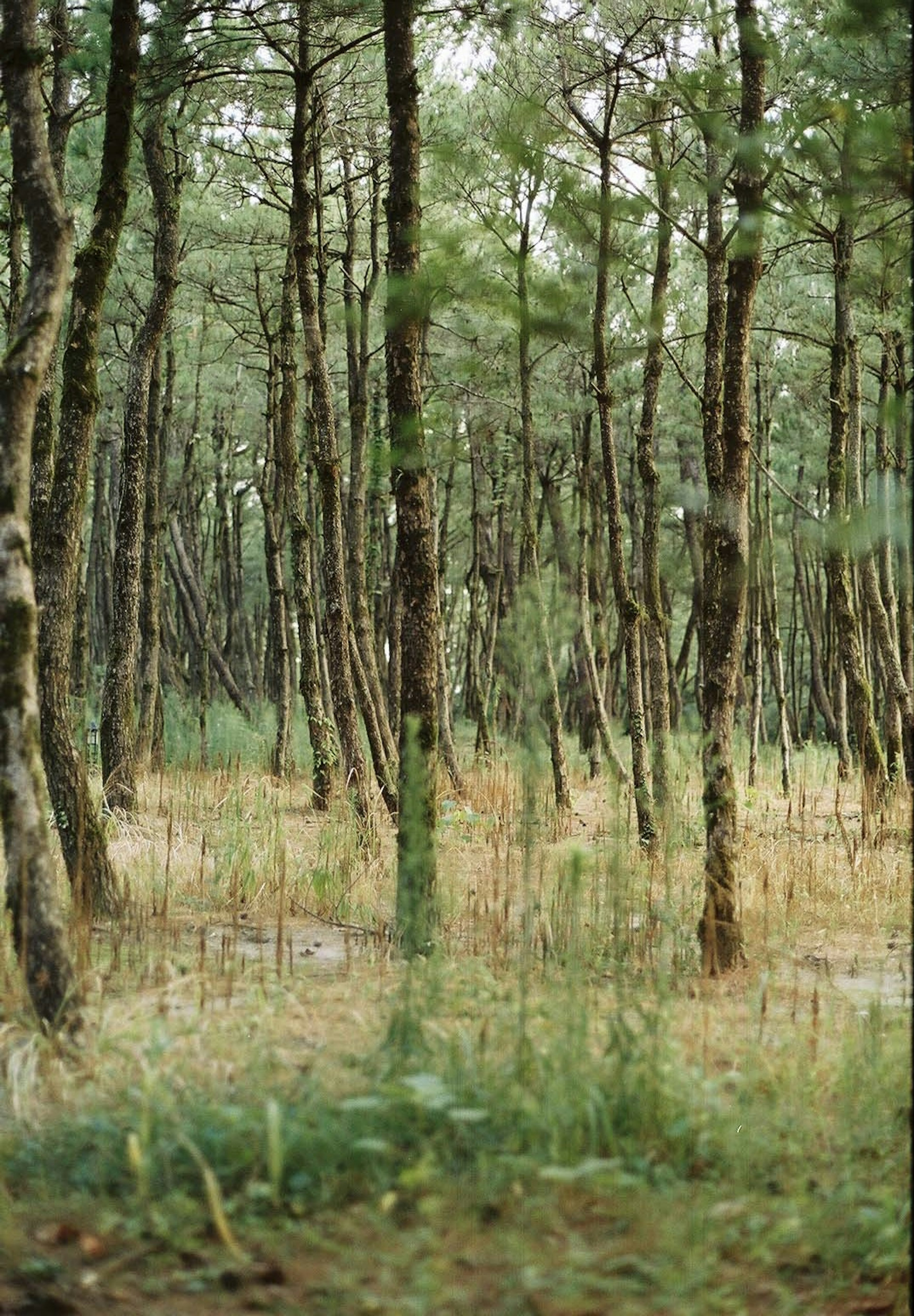 Paesaggio forestale con alti alberi verdi e sottobosco