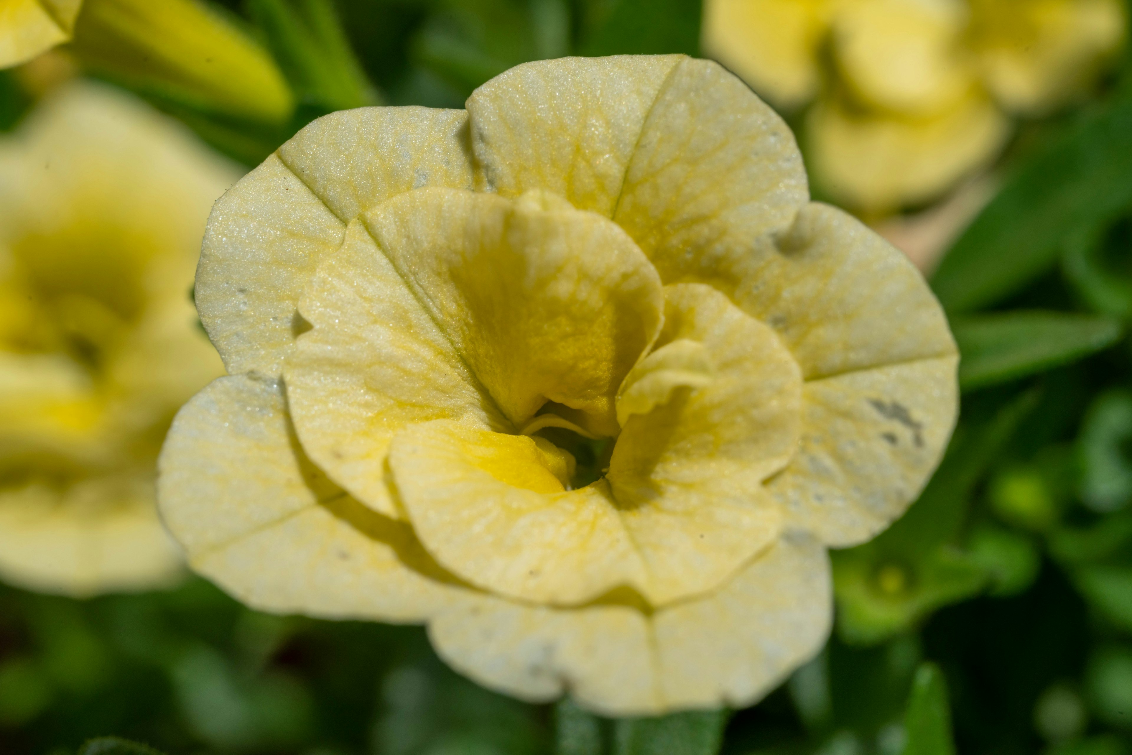 Primo piano di un fiore giallo con petali circondati da foglie verdi