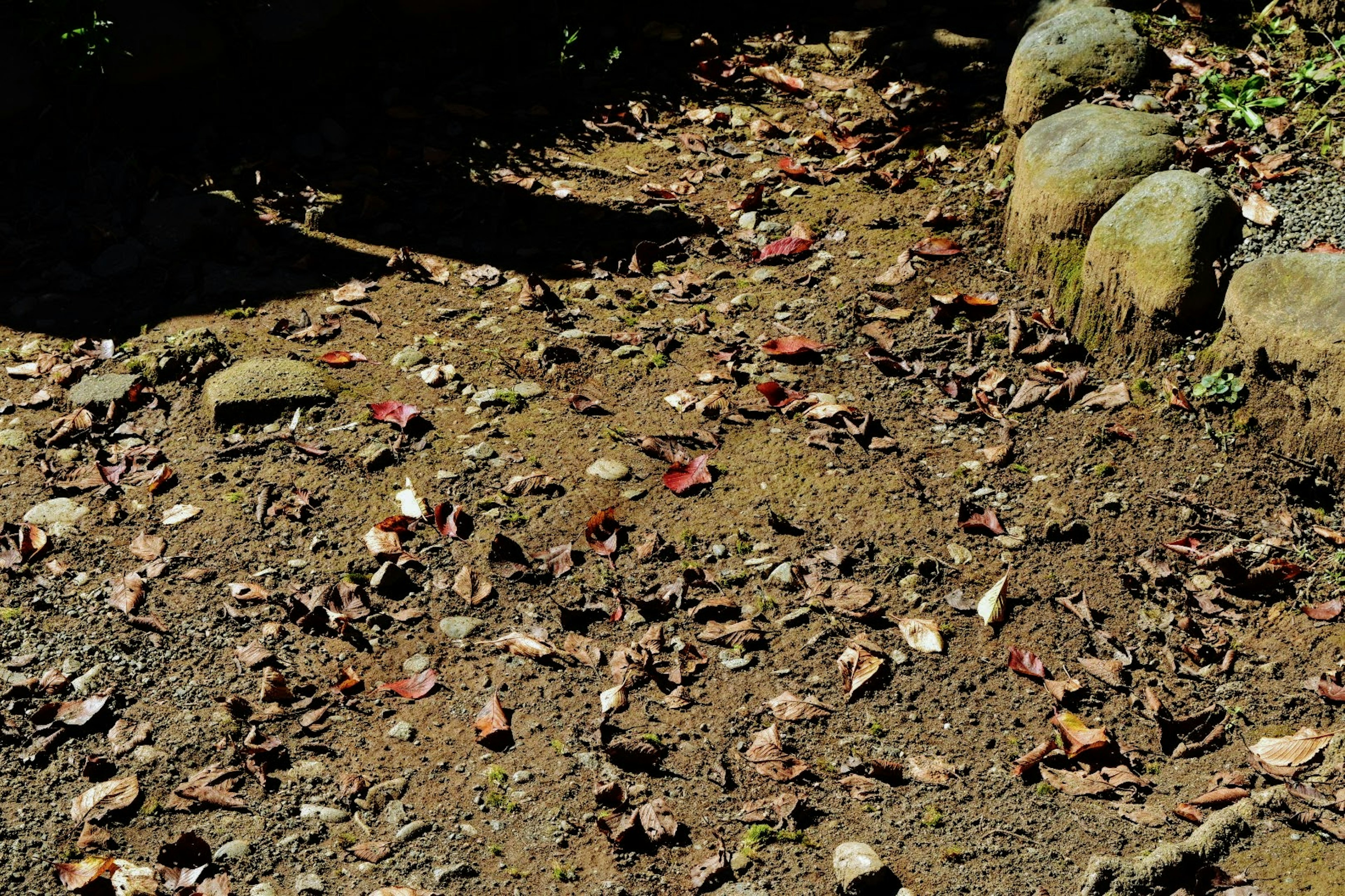 A dirt path scattered with fallen leaves and bordered by stones