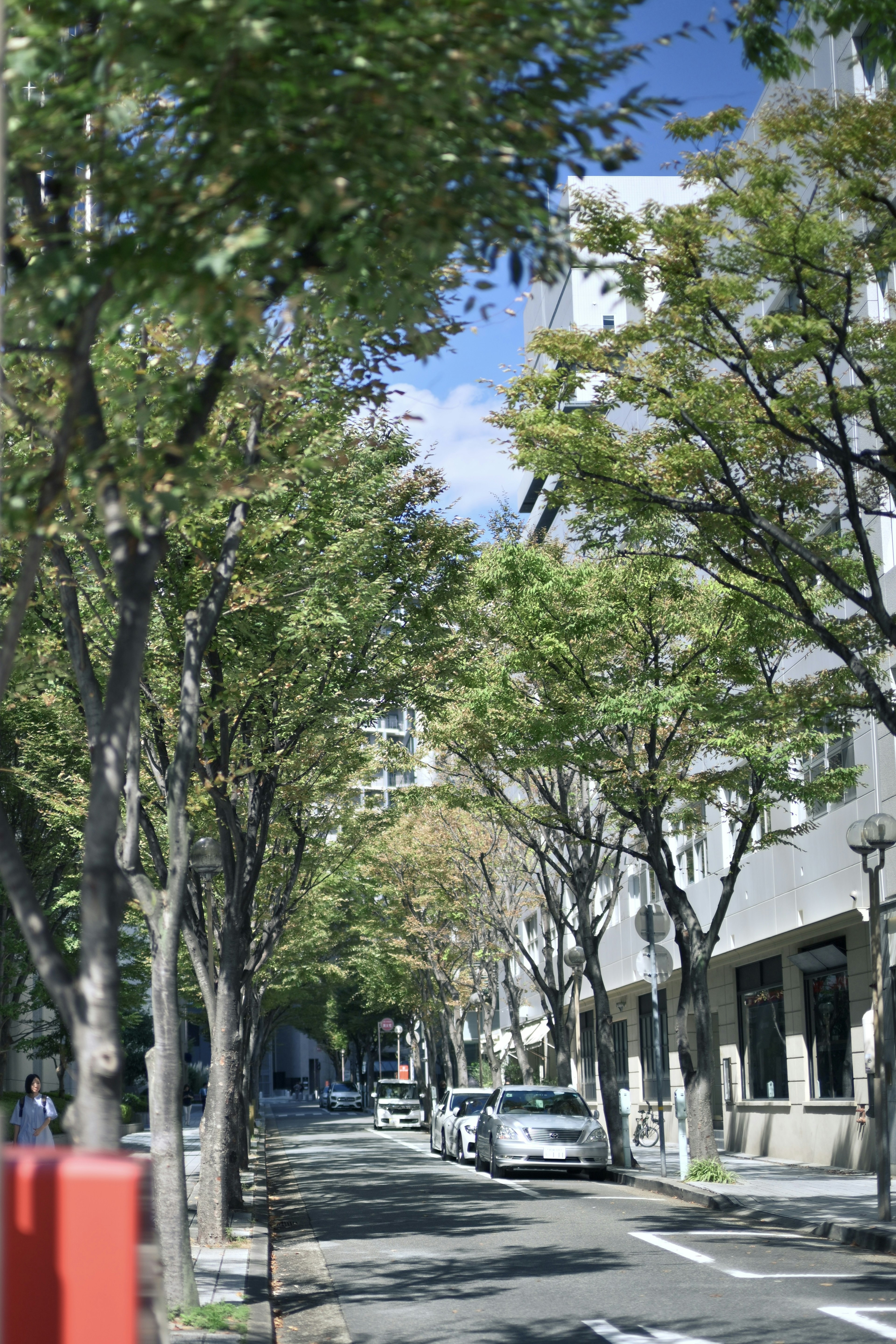 Una strada tranquilla fiancheggiata da alberi sotto un cielo blu e auto parcheggiate