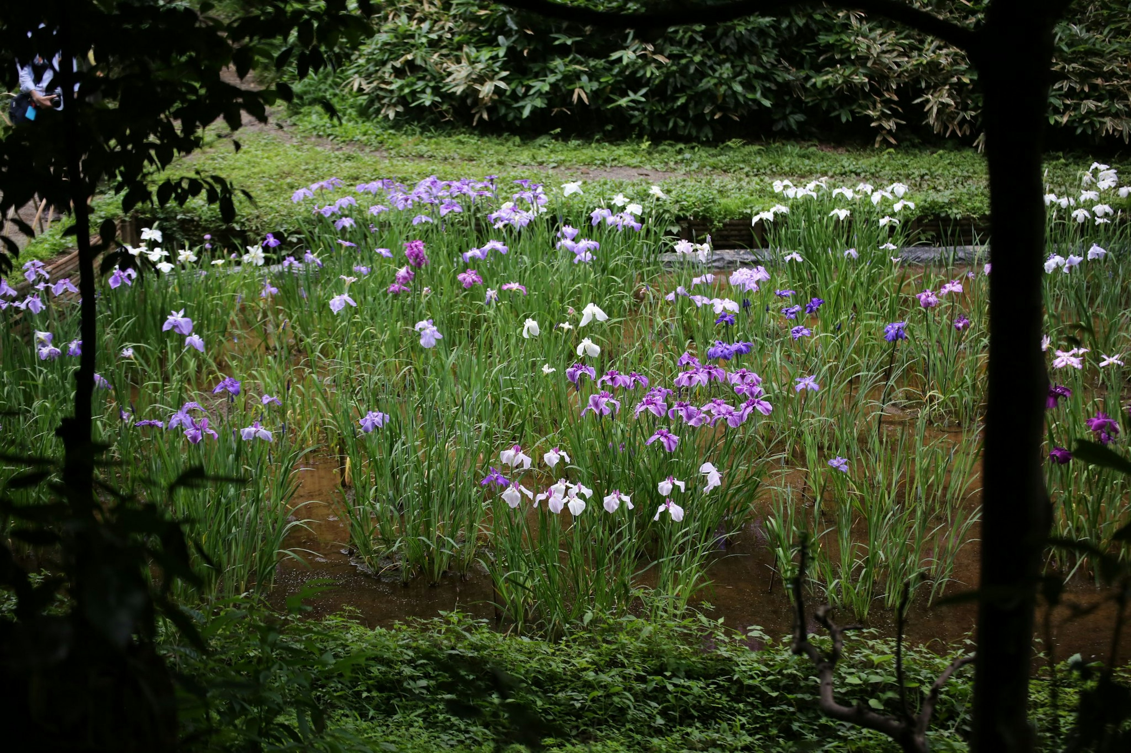 美しい紫色と白色の花が咲く池の周りの風景