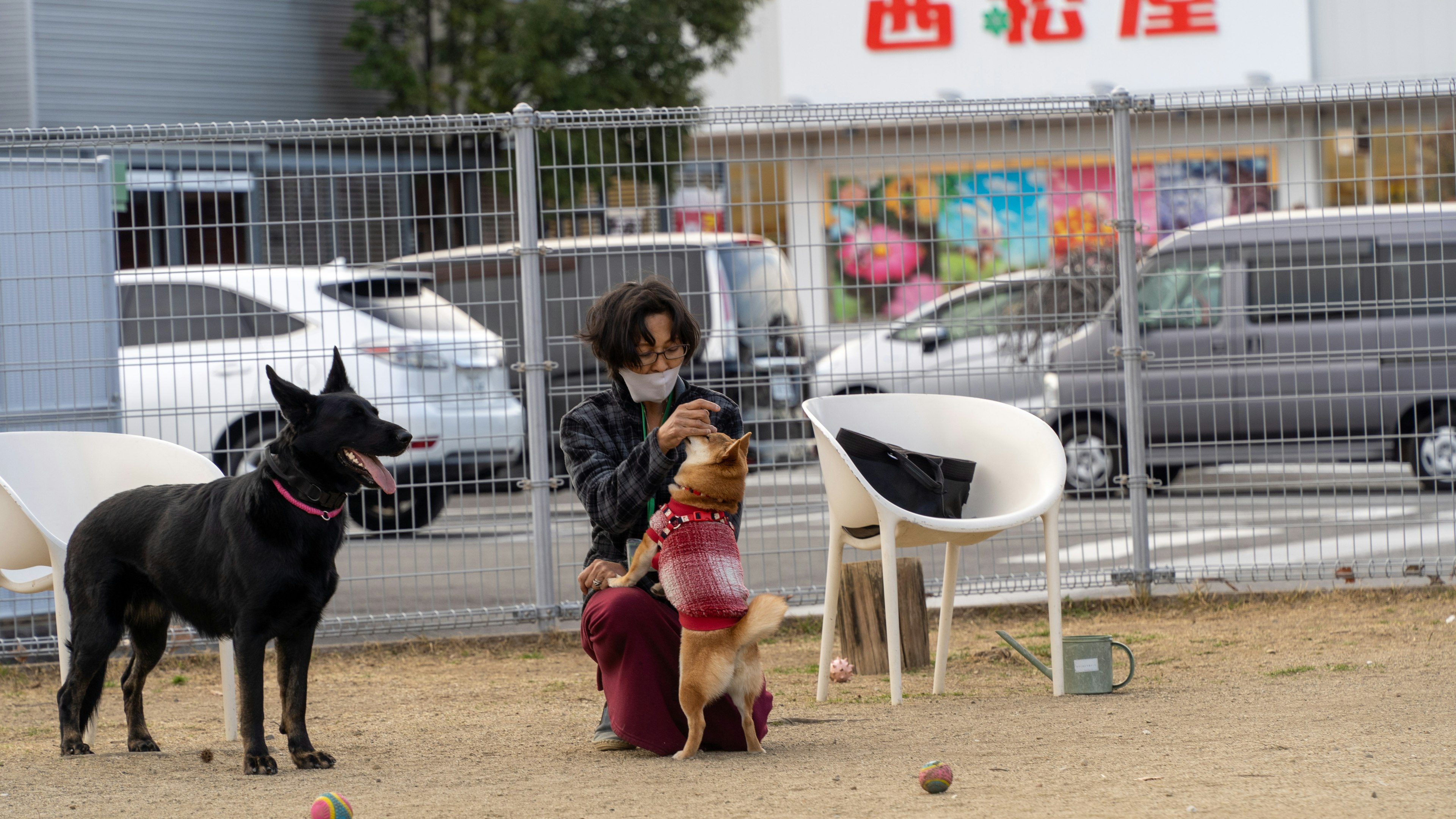 Eine Person, die in einem Park mit zwei Hunden spielt ein schwarzer Hund und ein brauner Hund