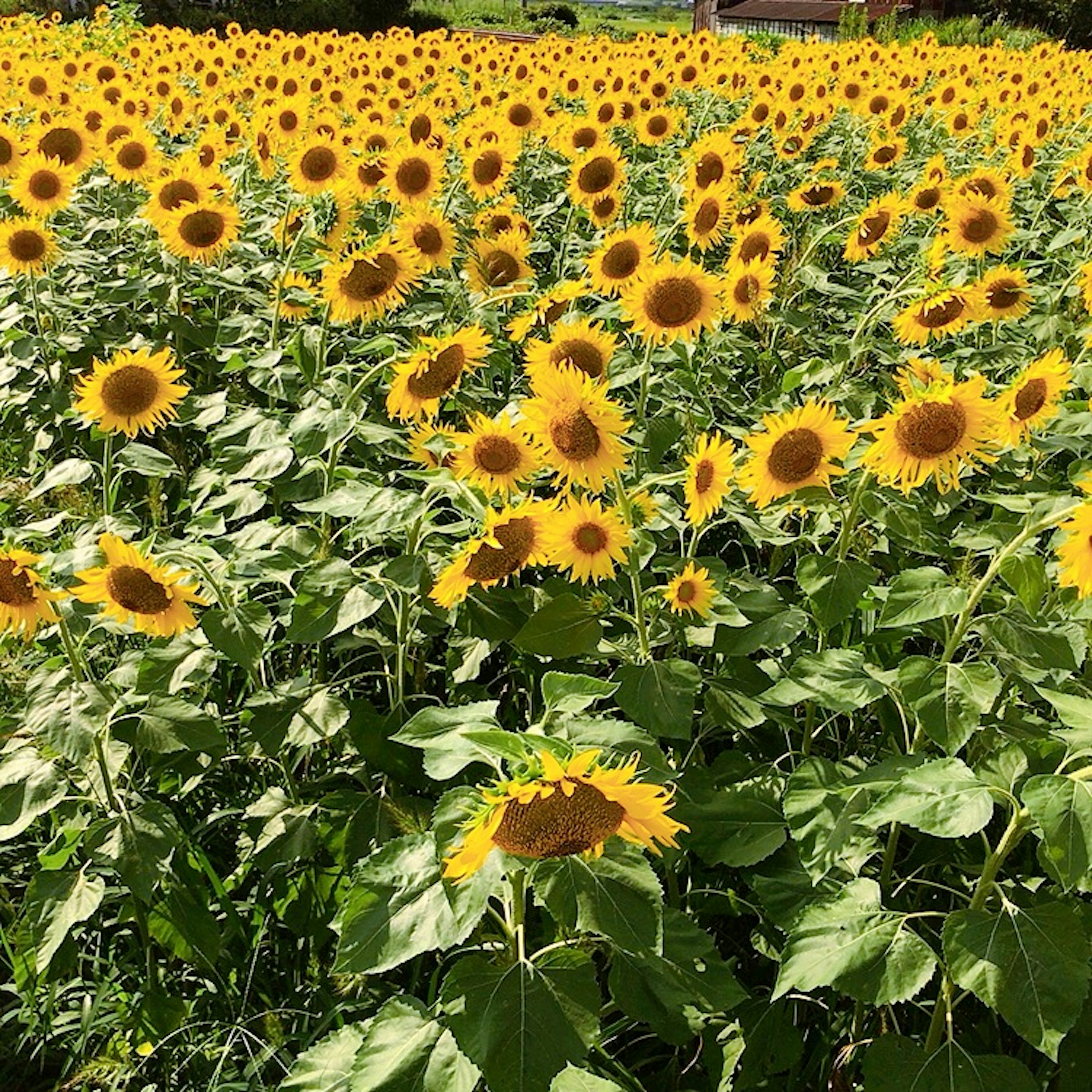 A bright sunflower field filled with blooming sunflowers