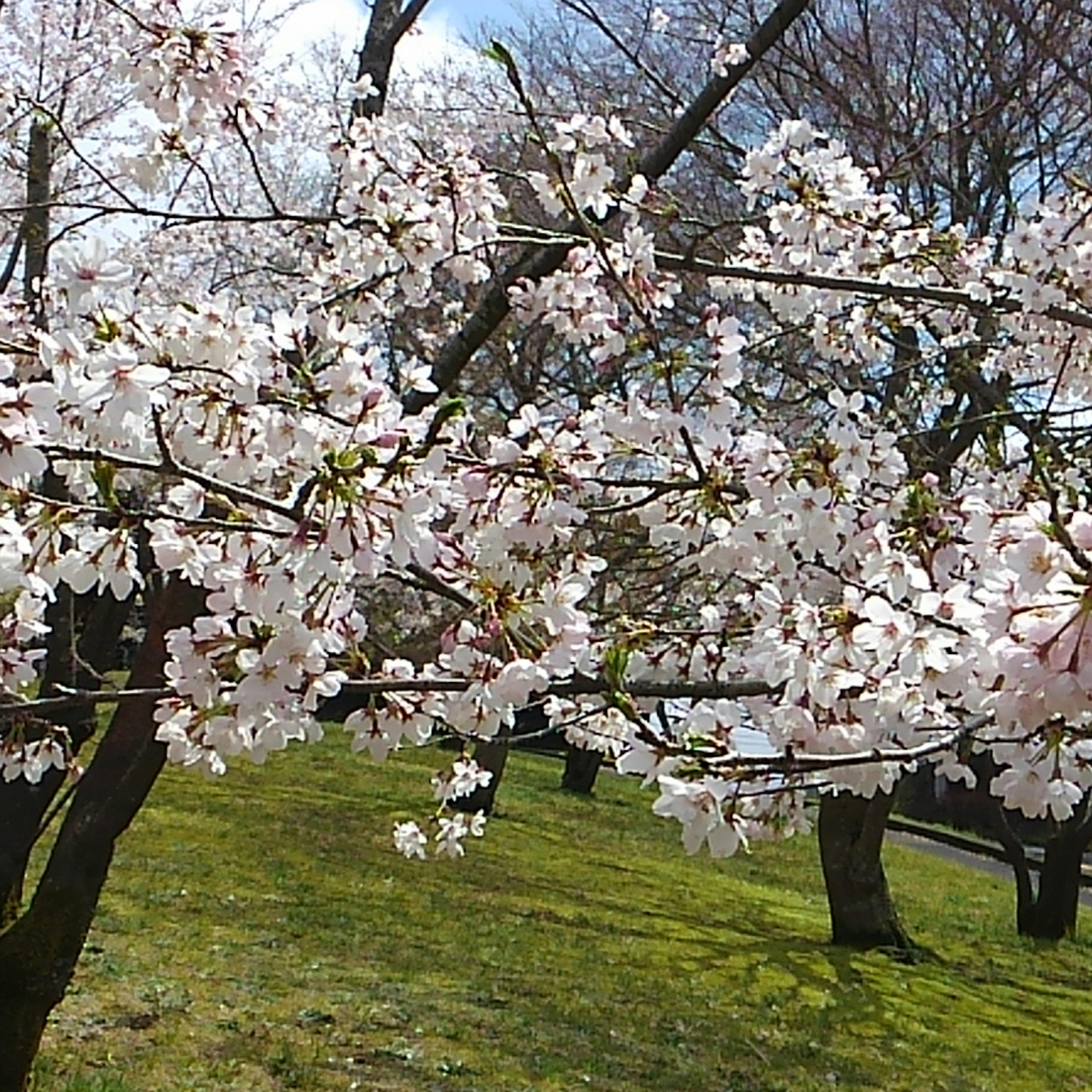 桜の木が白い花を咲かせている公園の風景