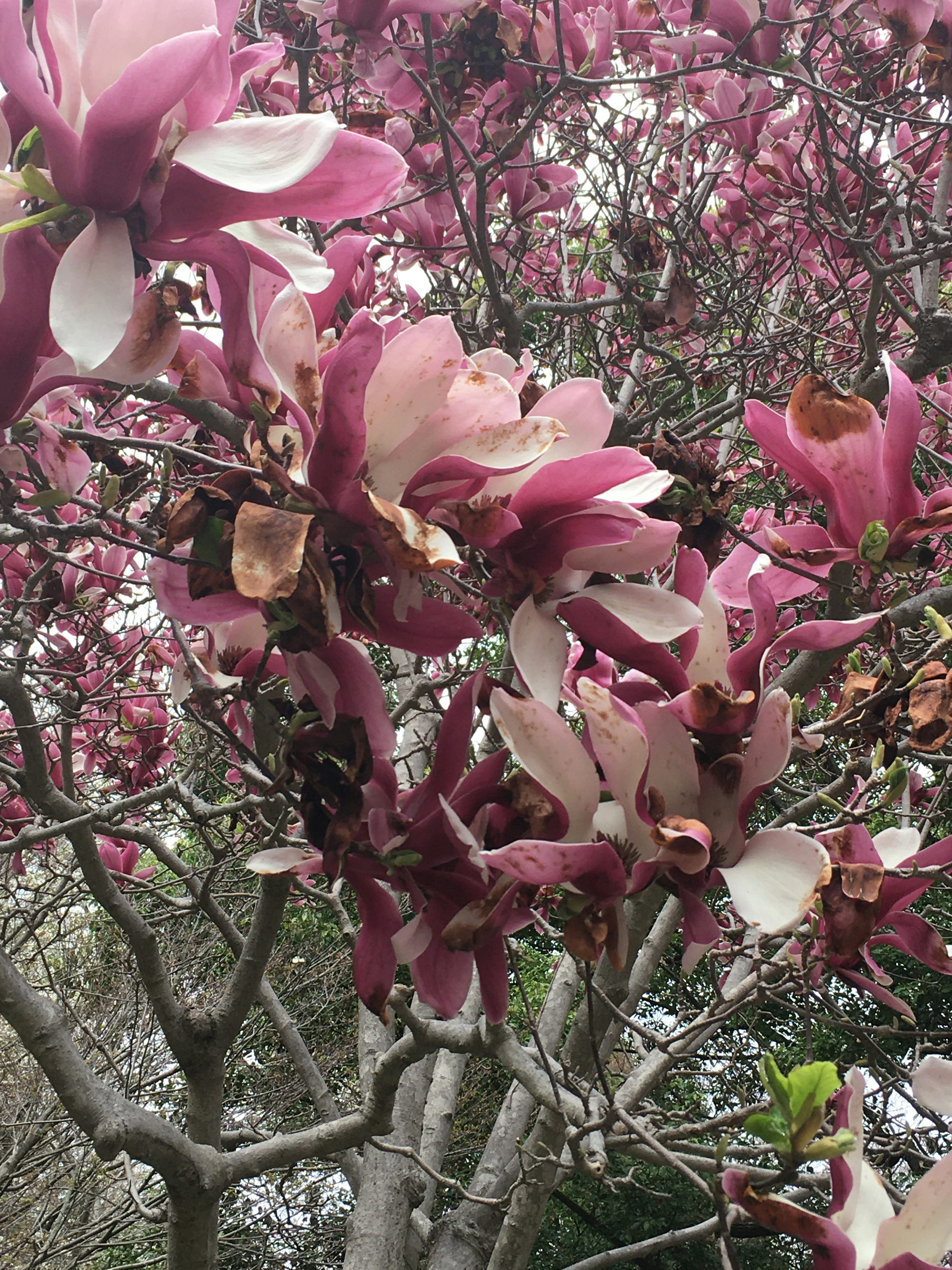 Primo piano di un ramo d'albero con fiori rosa in fiore