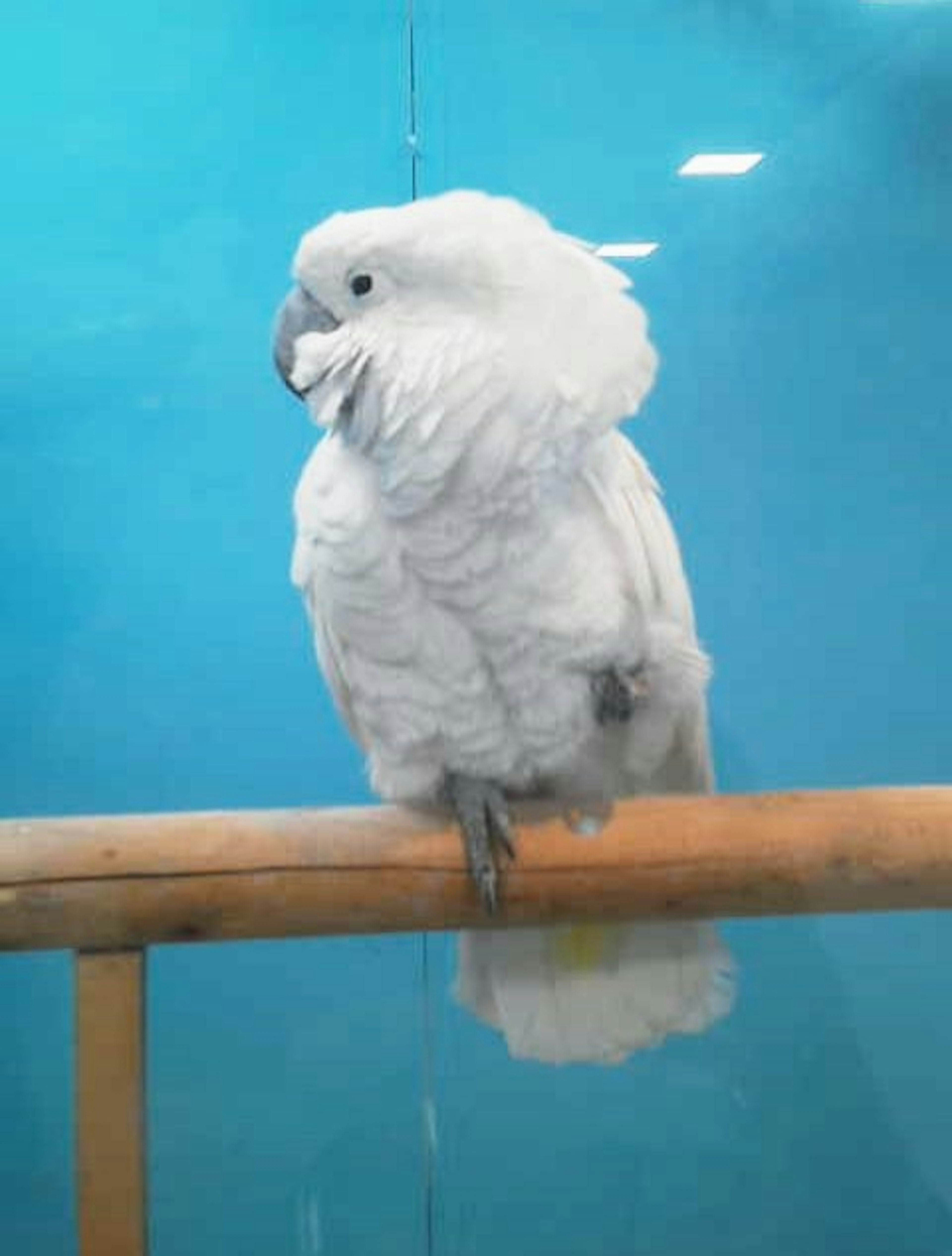 A white parrot perched on a wooden rail against a blue background