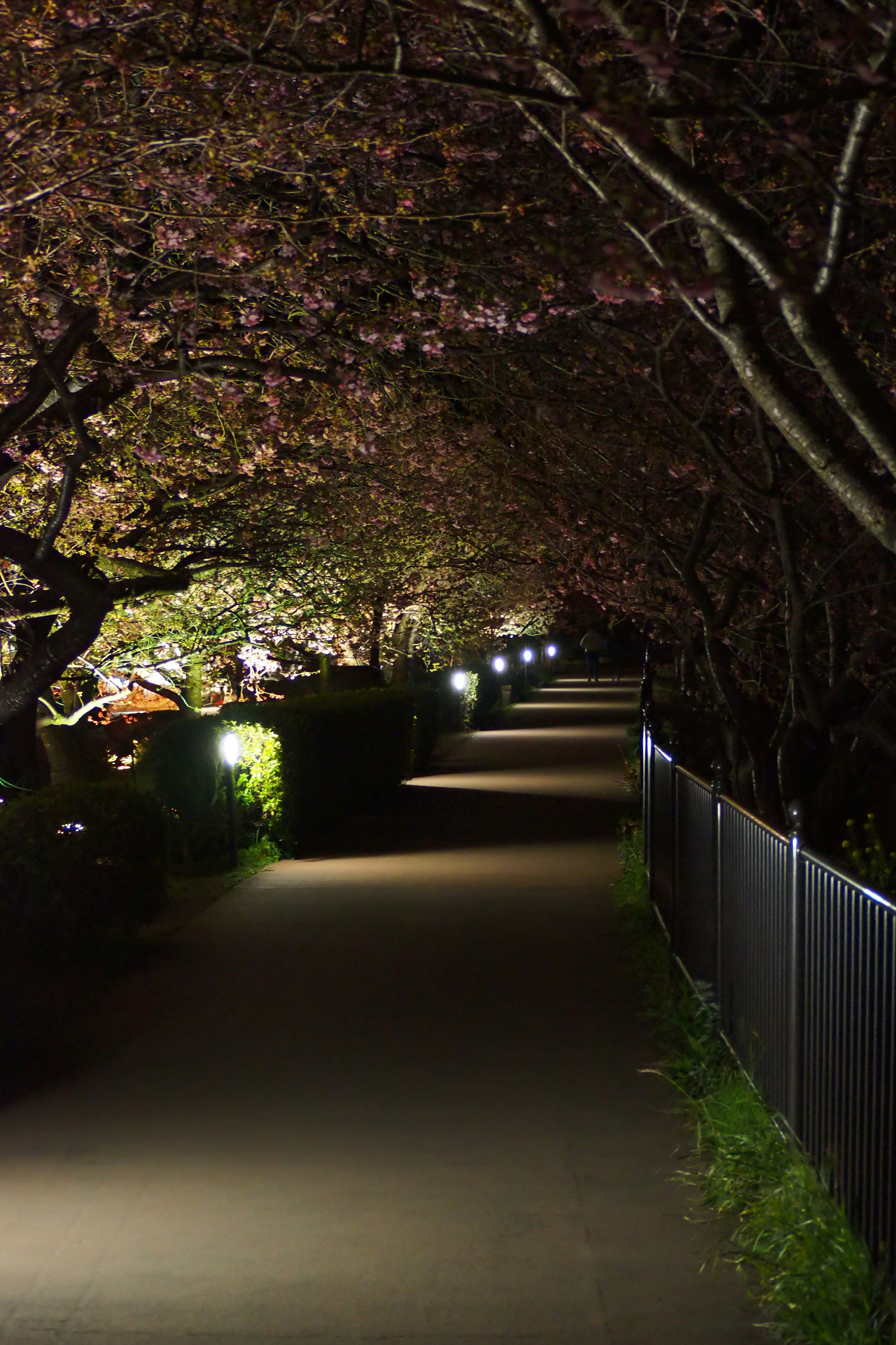 Illuminated pathway lined with cherry blossom trees at night