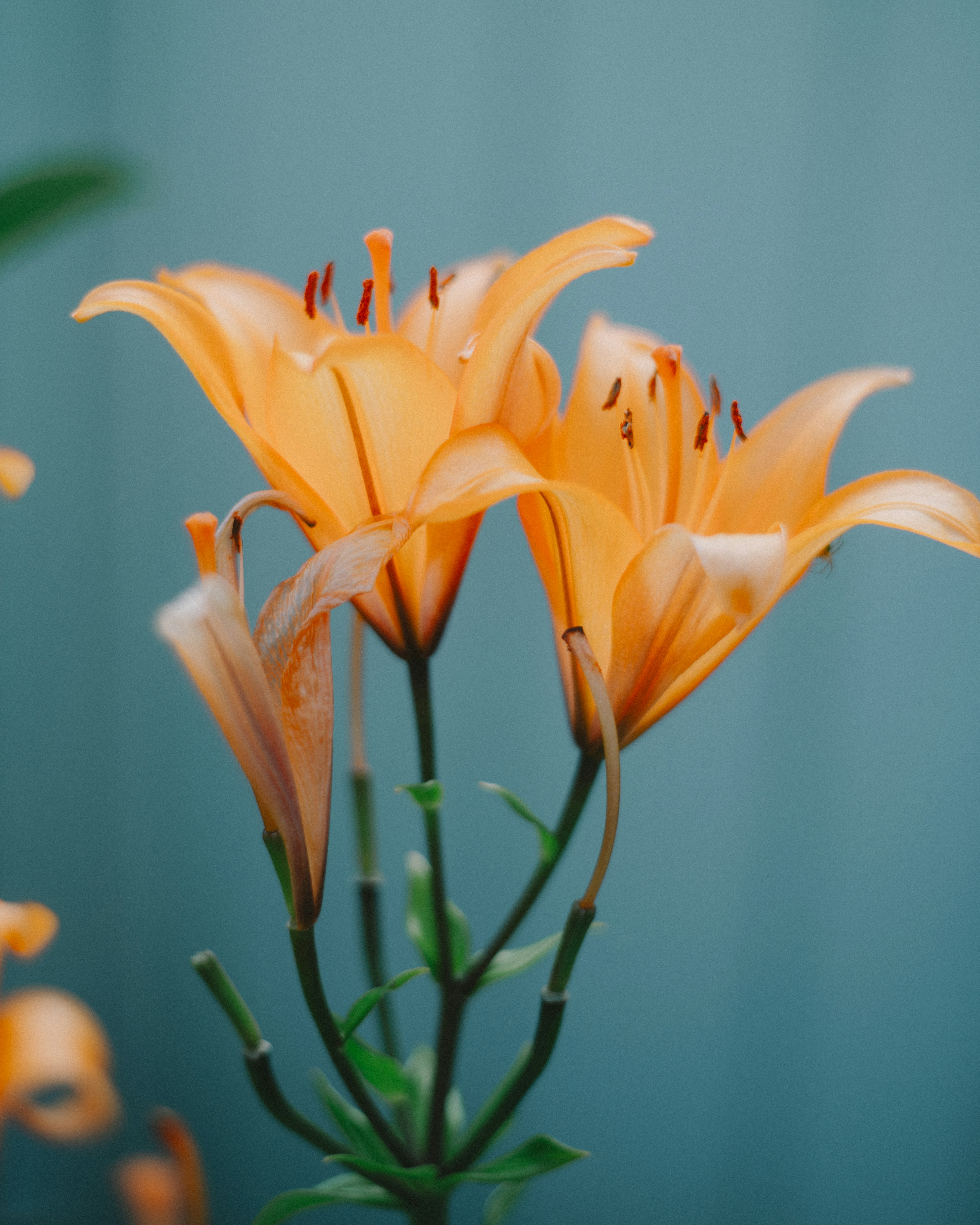 オレンジ色のユリの花が開いている美しい画像