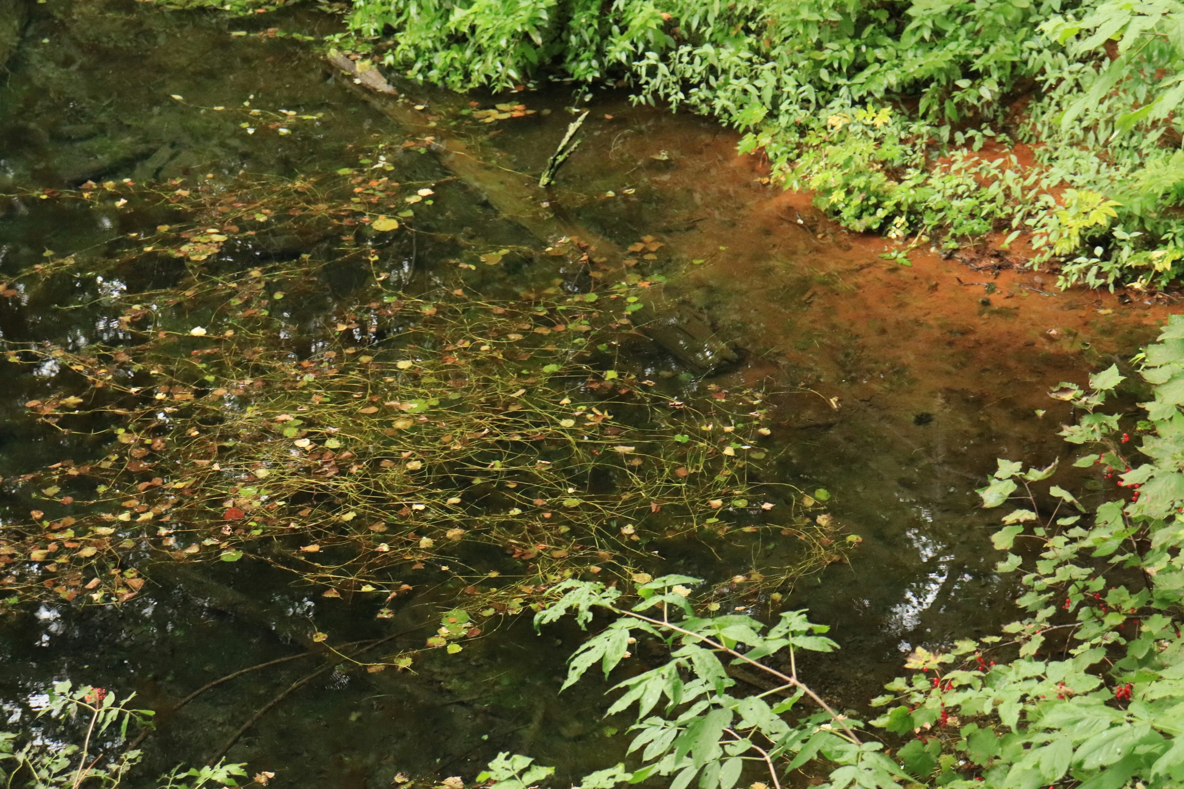 Calm stream surrounded by green plants with leaves floating on the water surface