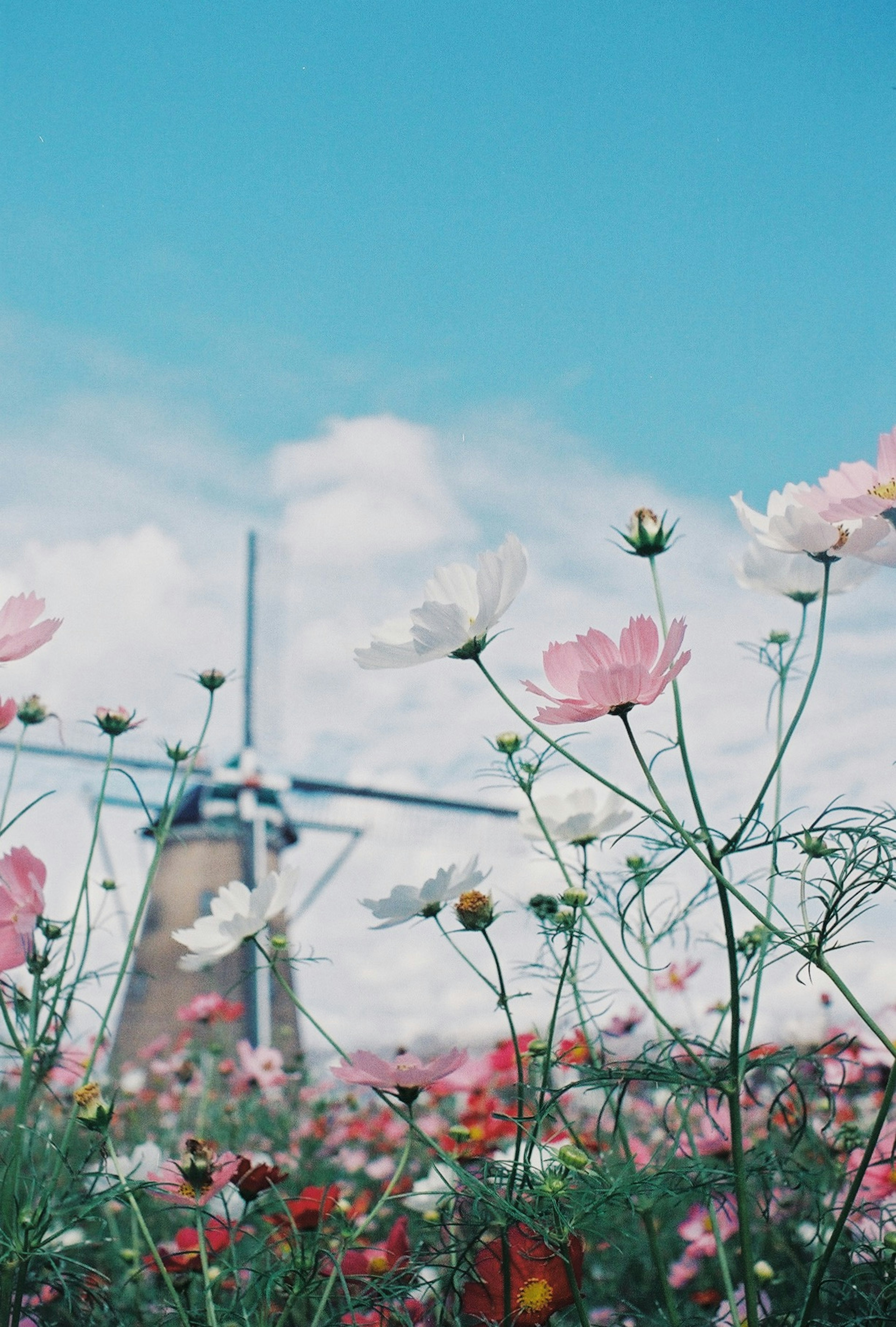 青空の下、風車と花畑の風景、色とりどりの花々が咲いている