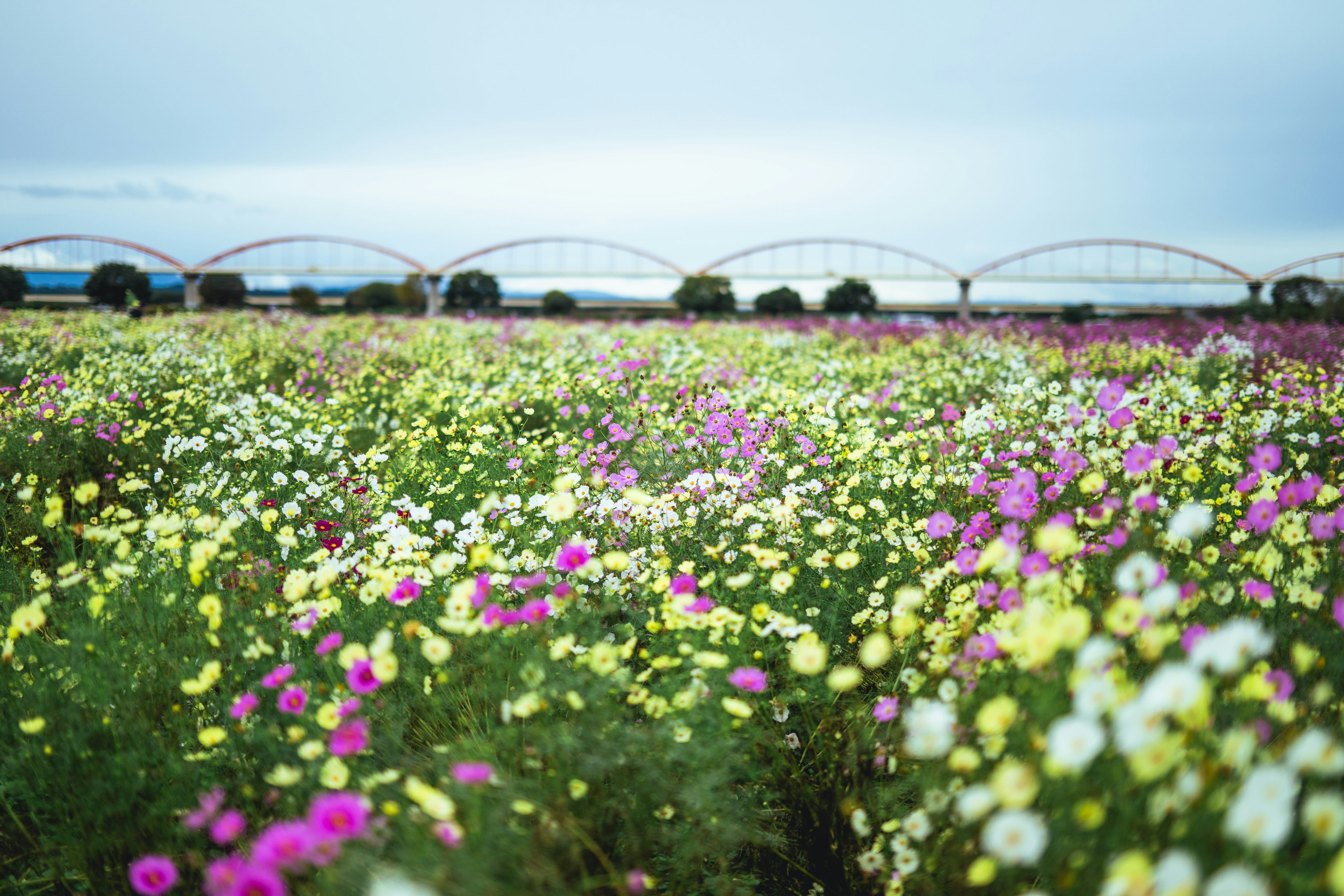 色とりどりの花が咲く広い野原と遠くに見える橋