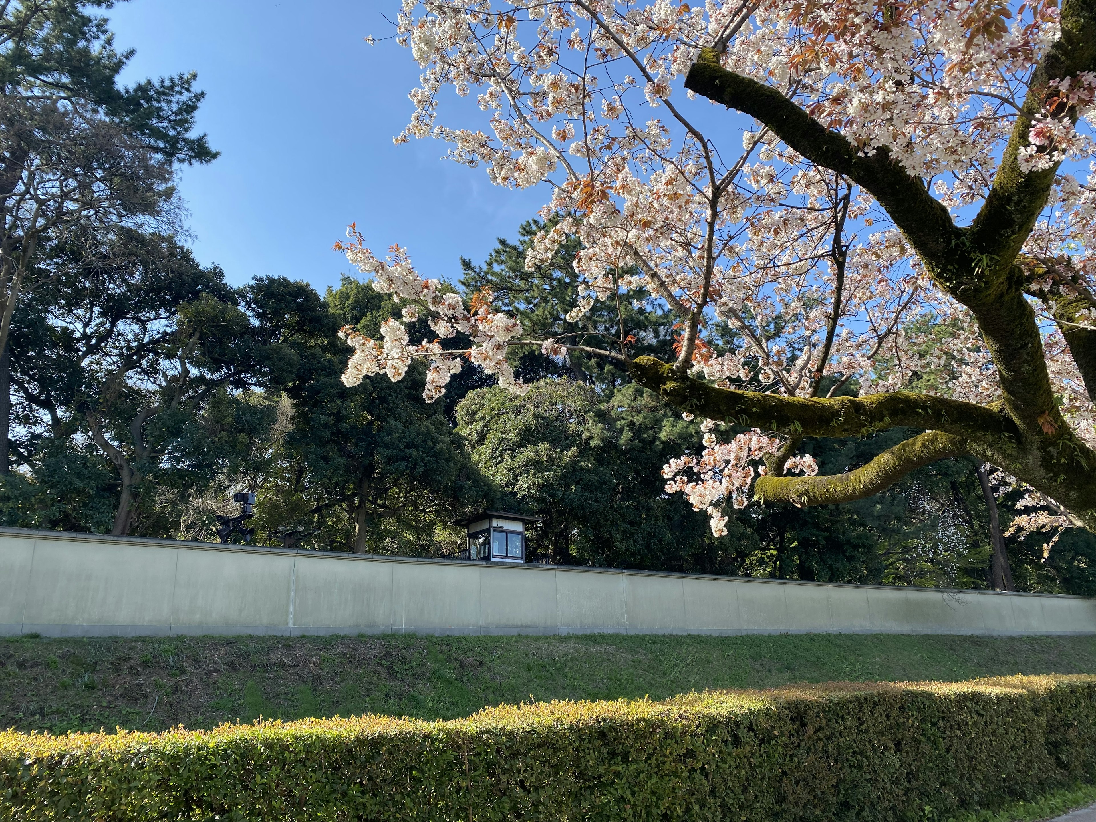 Árbol de cerezo en flor bajo un cielo azul claro con un seto verde