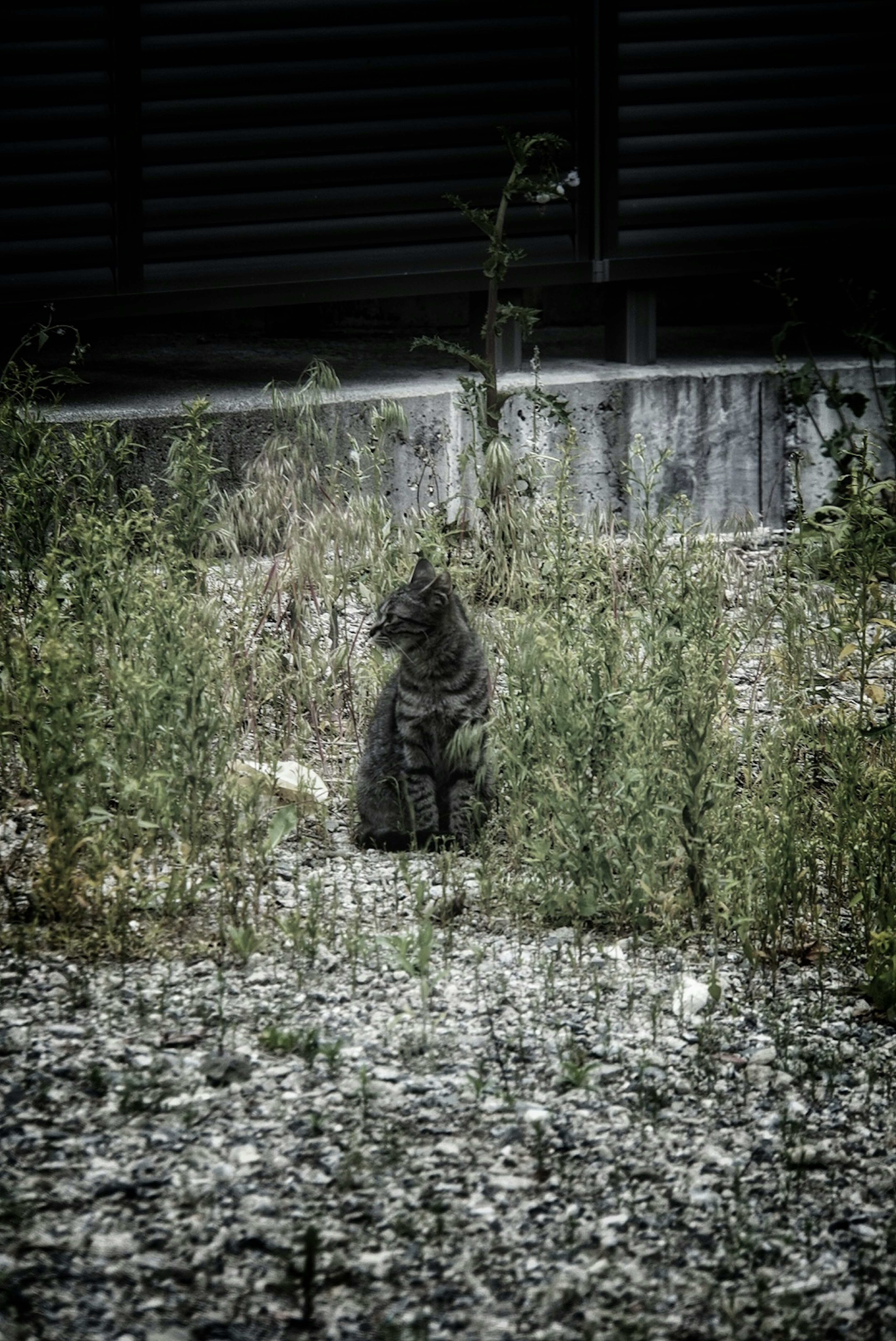 Siluet kucing hitam yang duduk di tengah rumput tinggi dalam lingkungan yang kasar