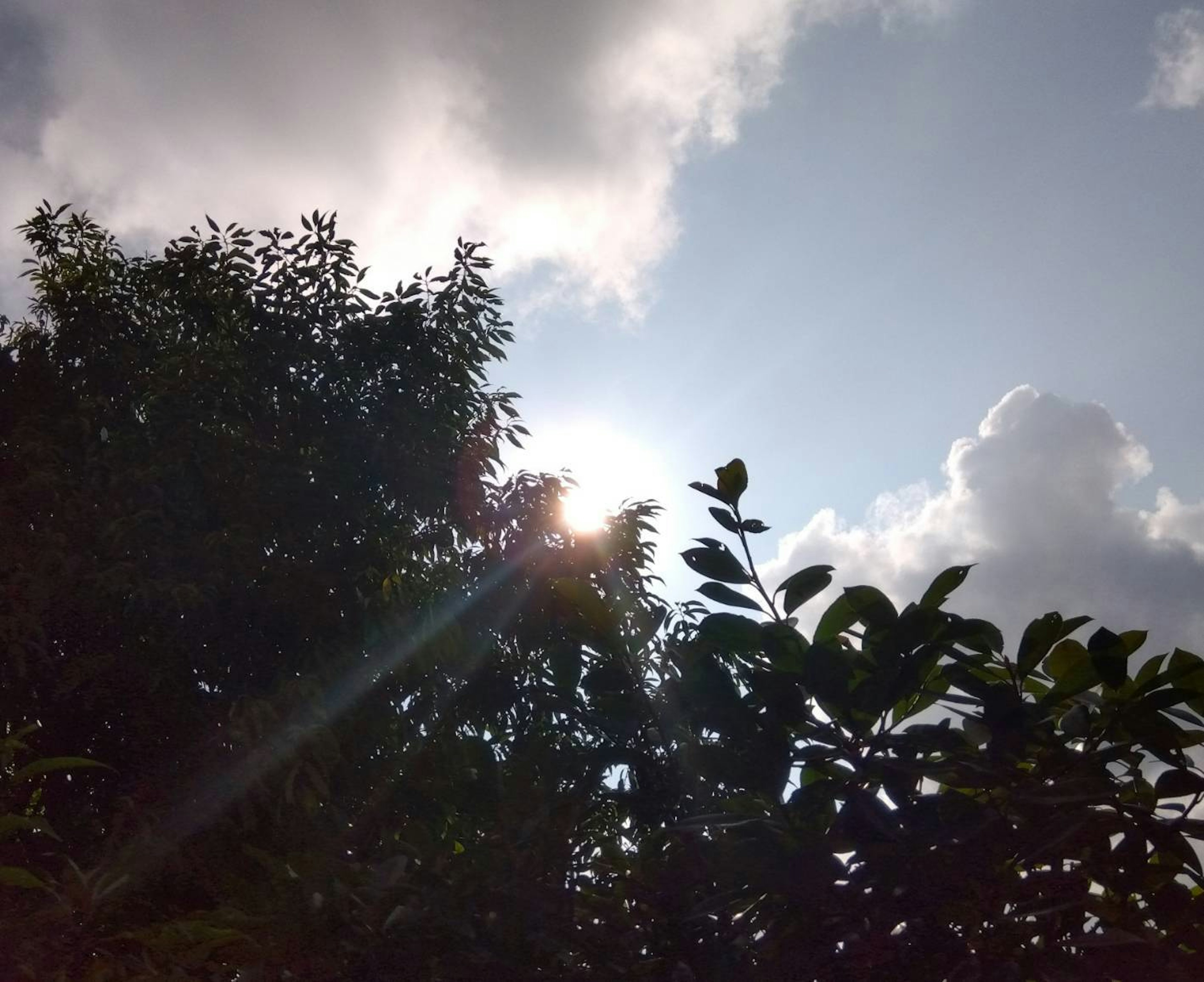 青空と雲の間から差し込む日光と木々のシルエット