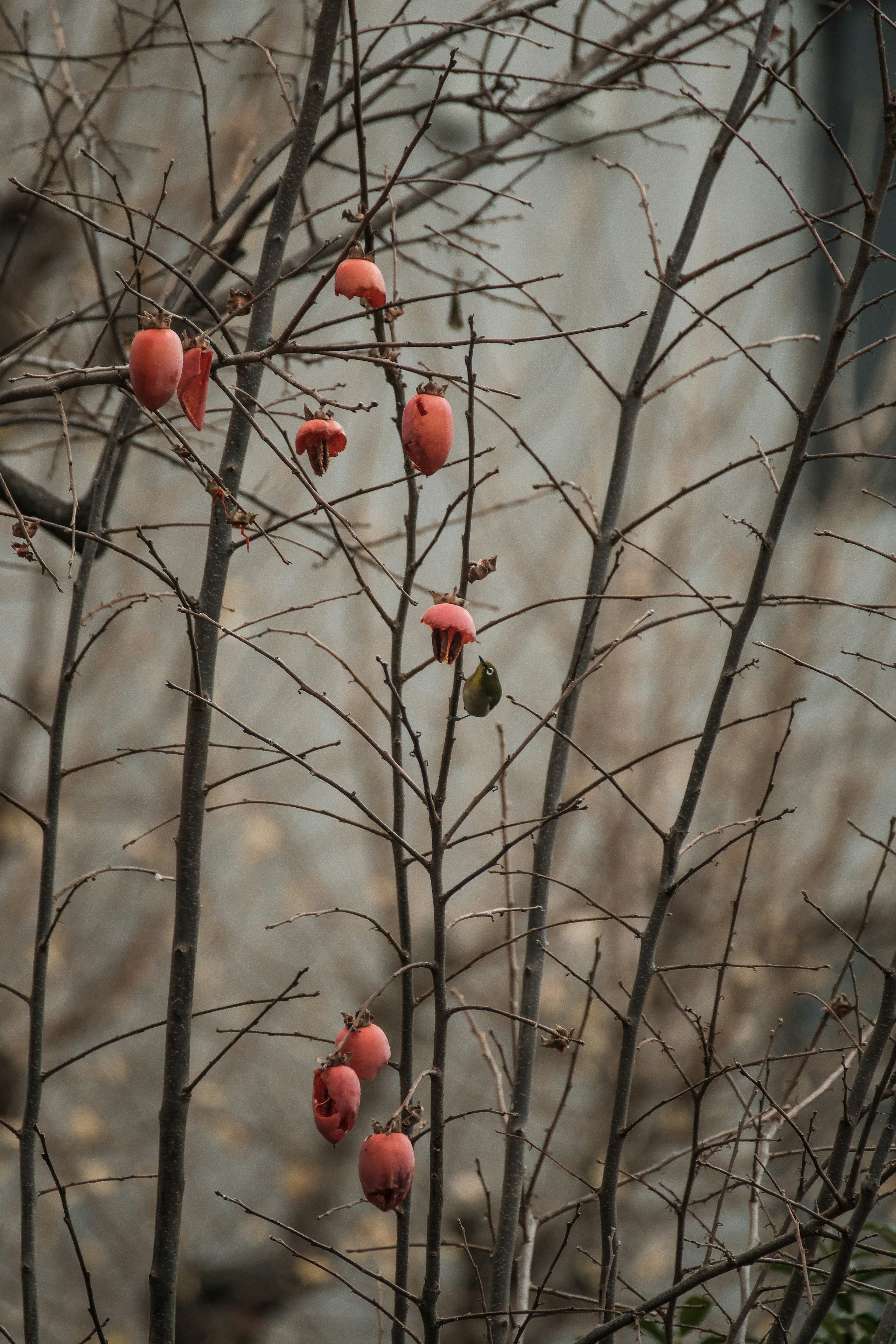 Frutti rossi appesi ai rami spogli di un albero