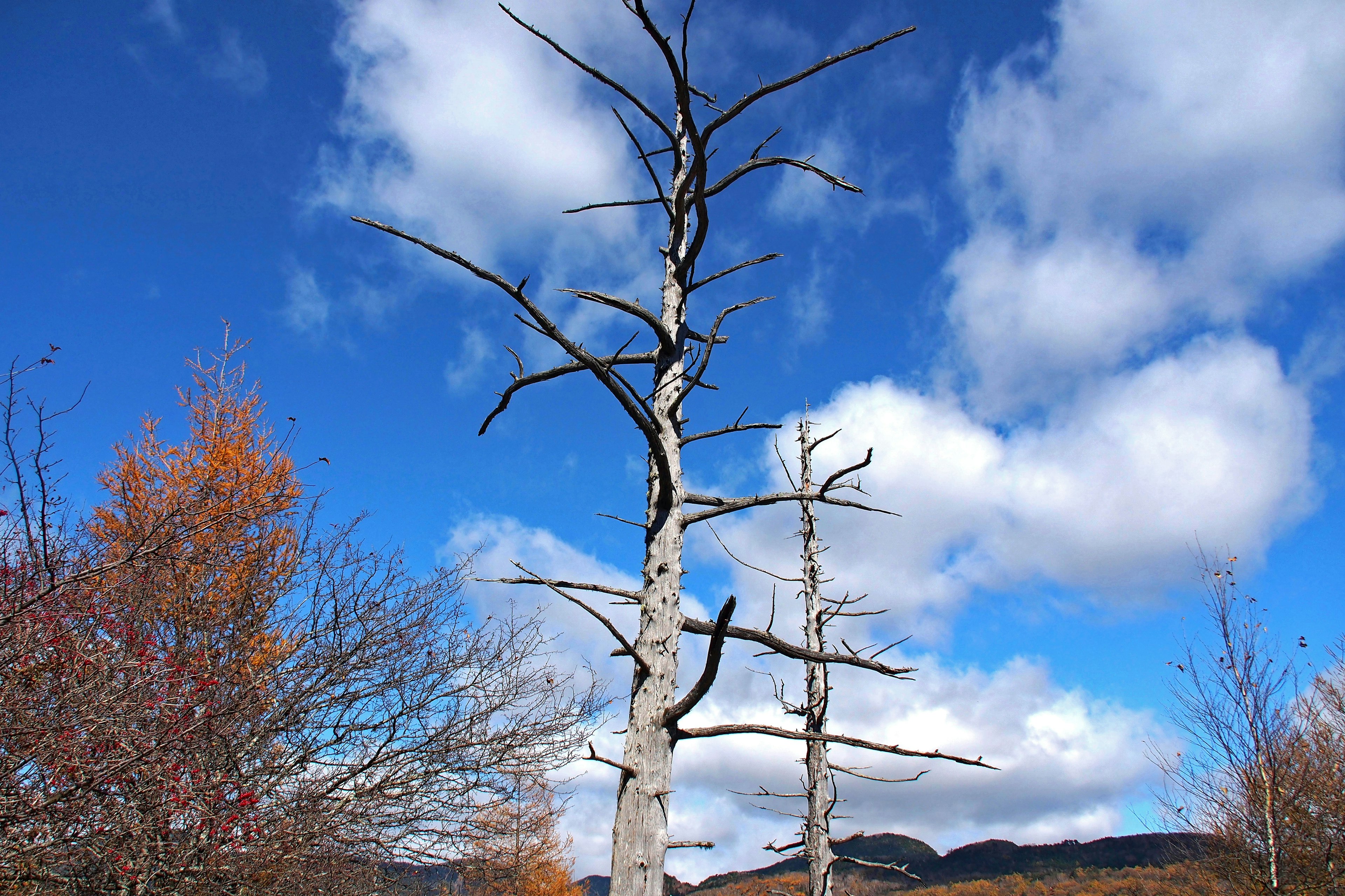 Silhouette di un albero morto sotto il cielo blu con fogliame autunnale