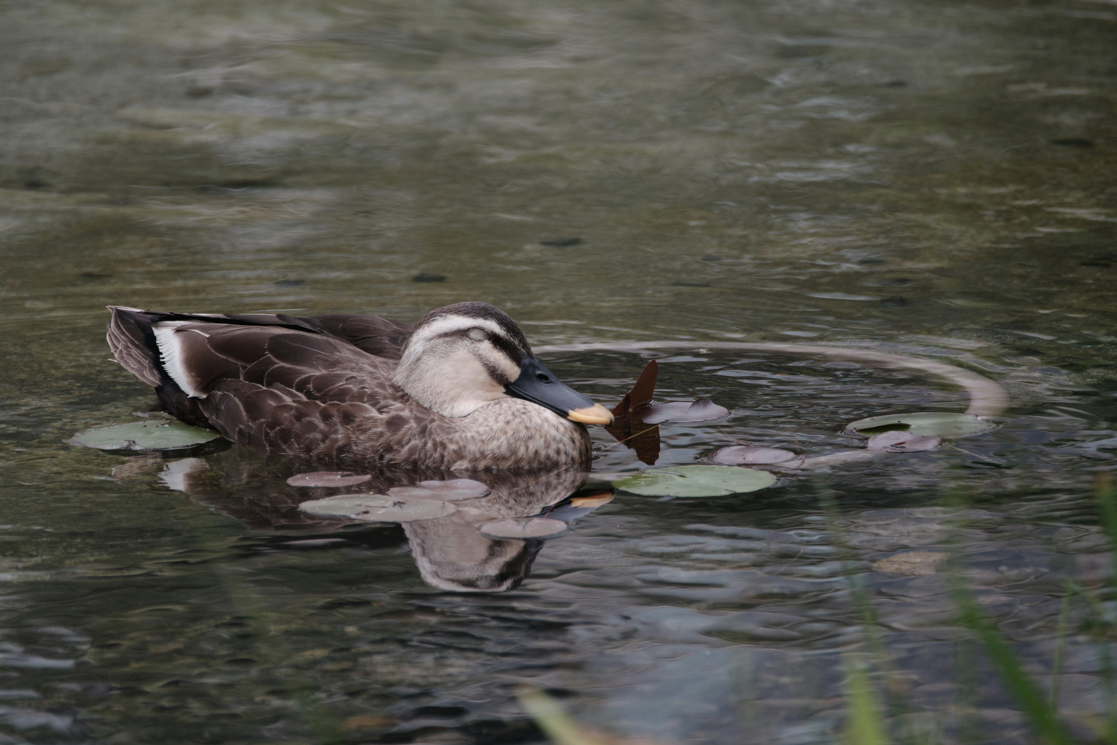 Un'anatra che galleggia sull'acqua con una farfalla nel becco