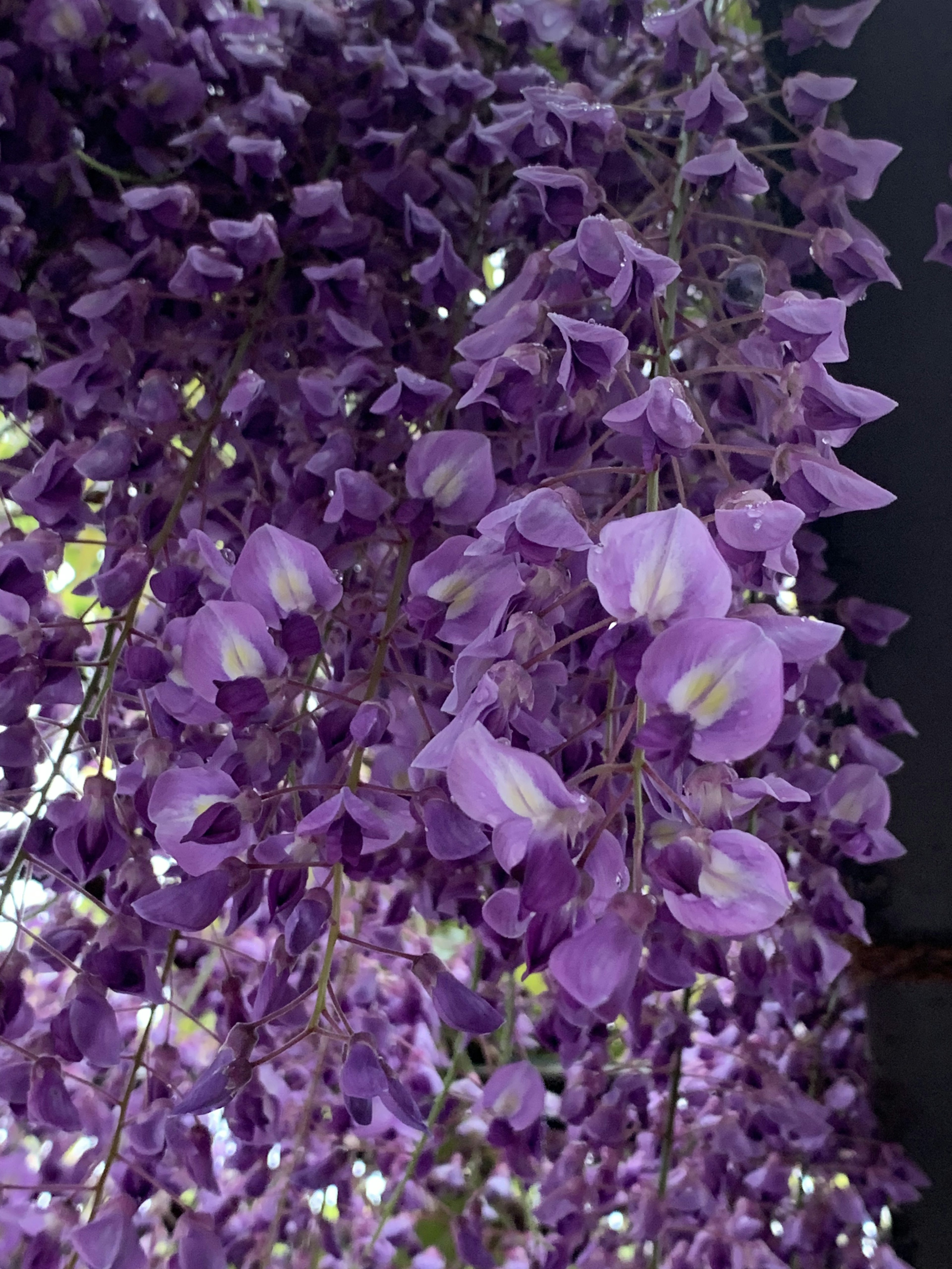 Belle scène de fleurs de glycine violettes en cascade