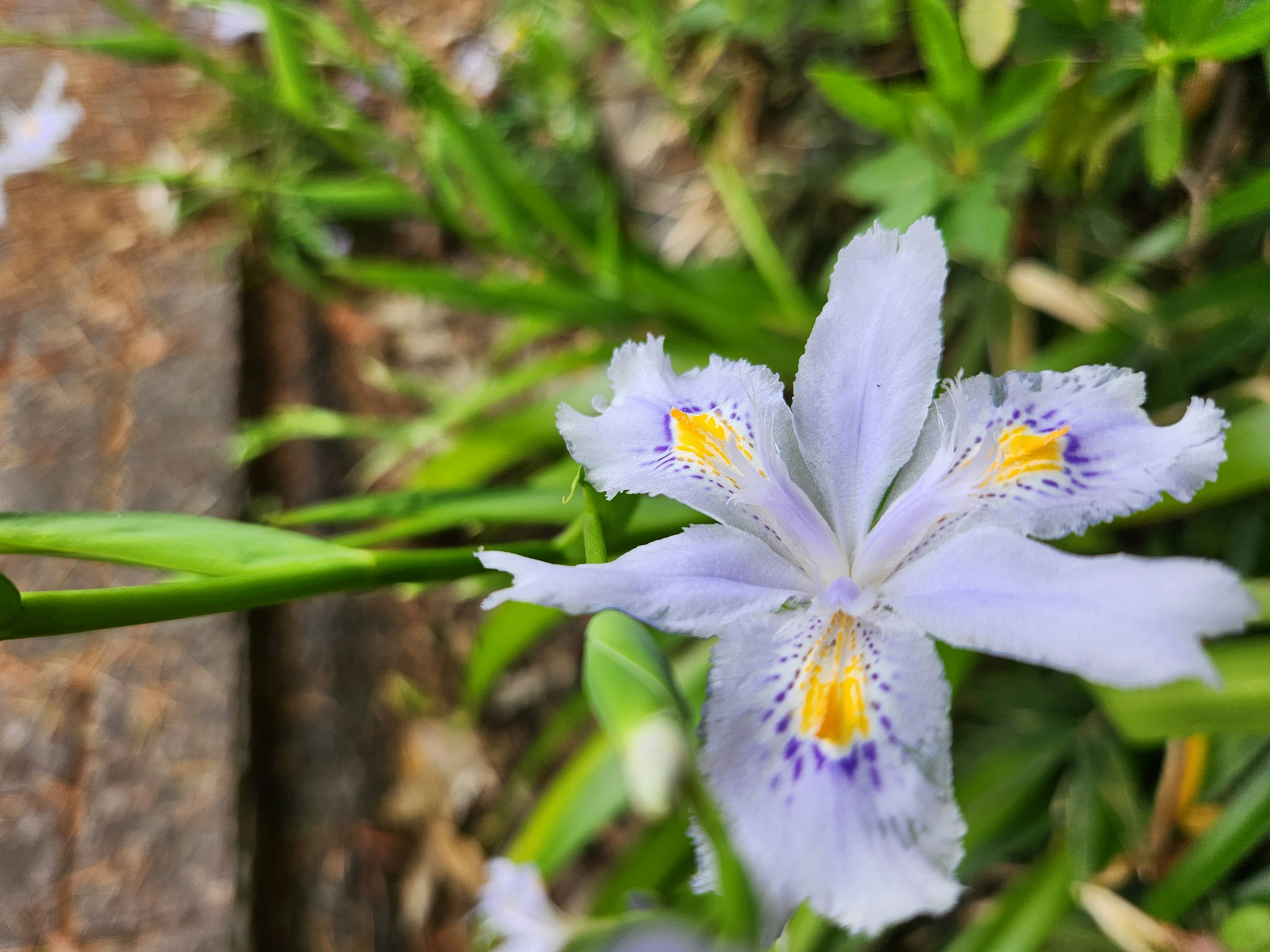 Un fiore di iris viola chiaro con segni gialli e viola