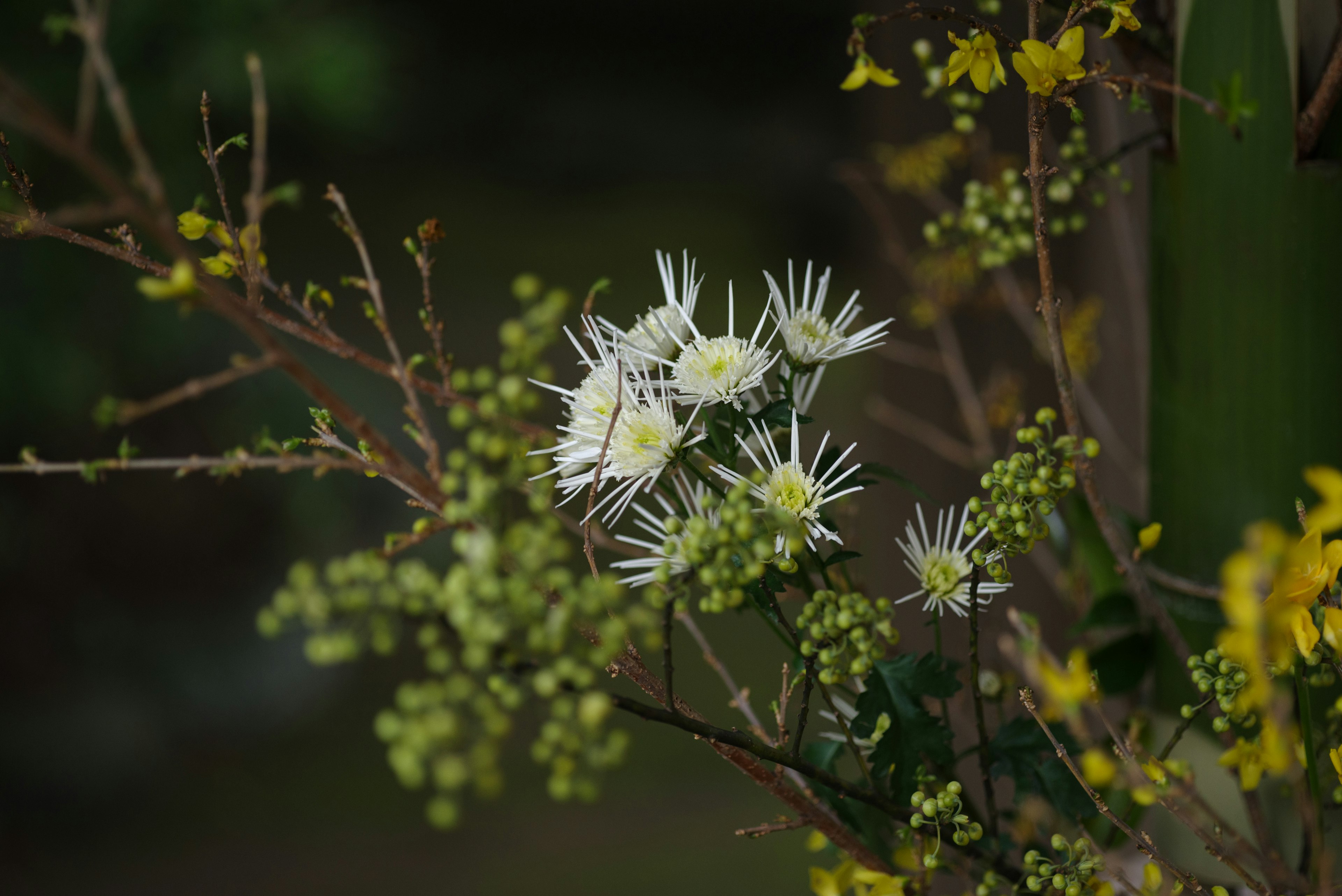 特写的植物，带有白色花朵和绿色芽