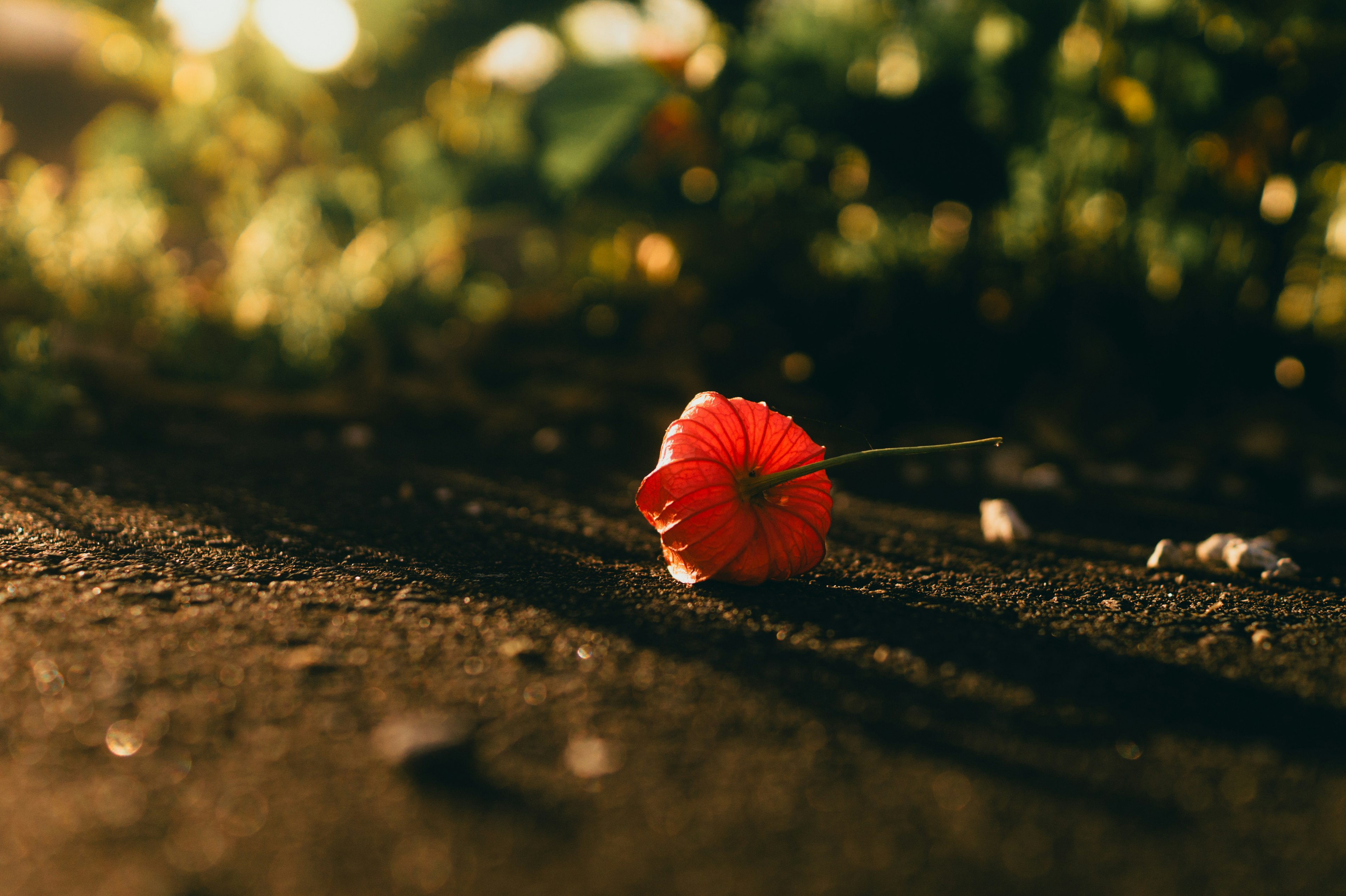 A close-up of a red flower lying on the ground illuminated by warm sunlight