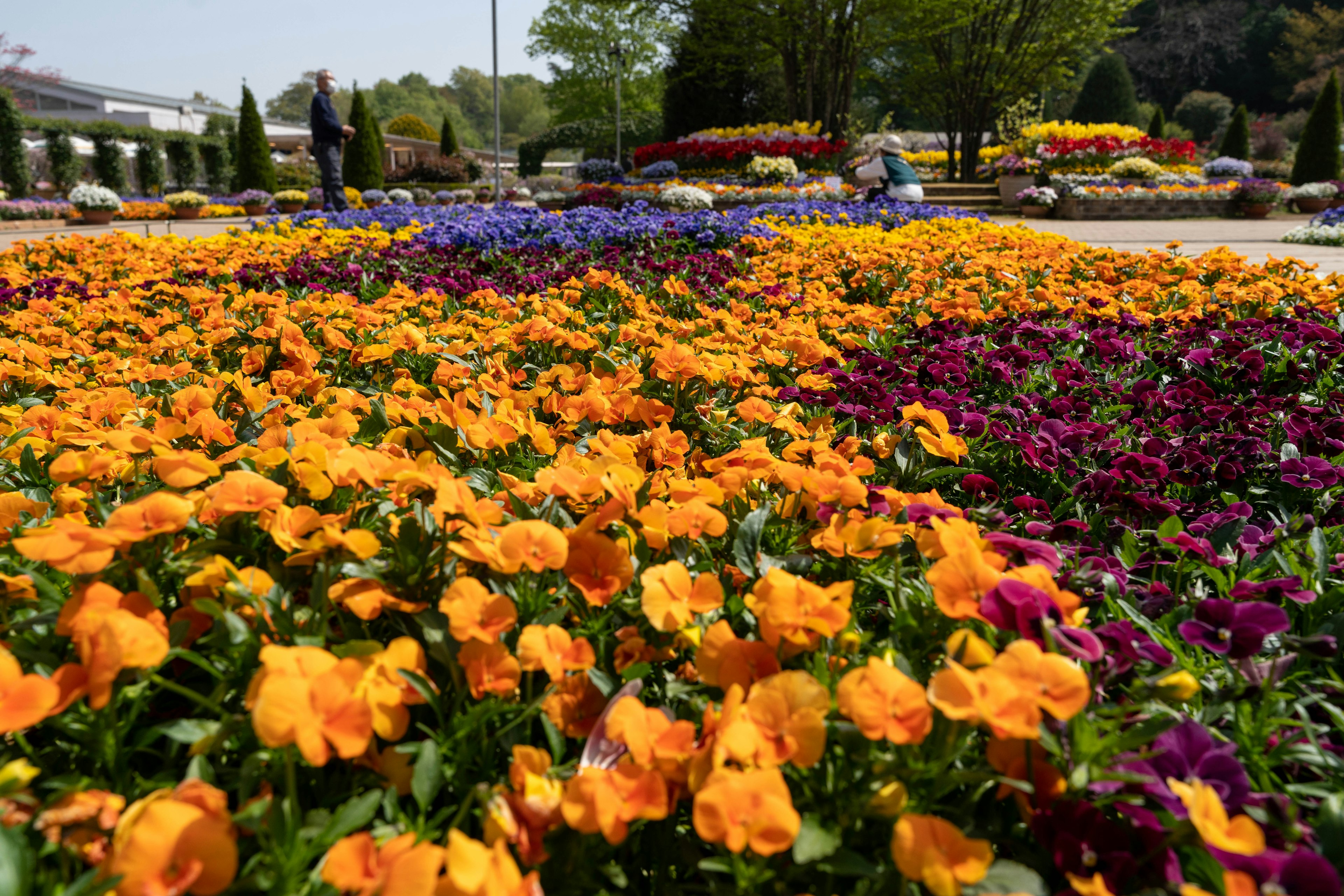 Jardín de flores vibrante con flores naranjas y moradas