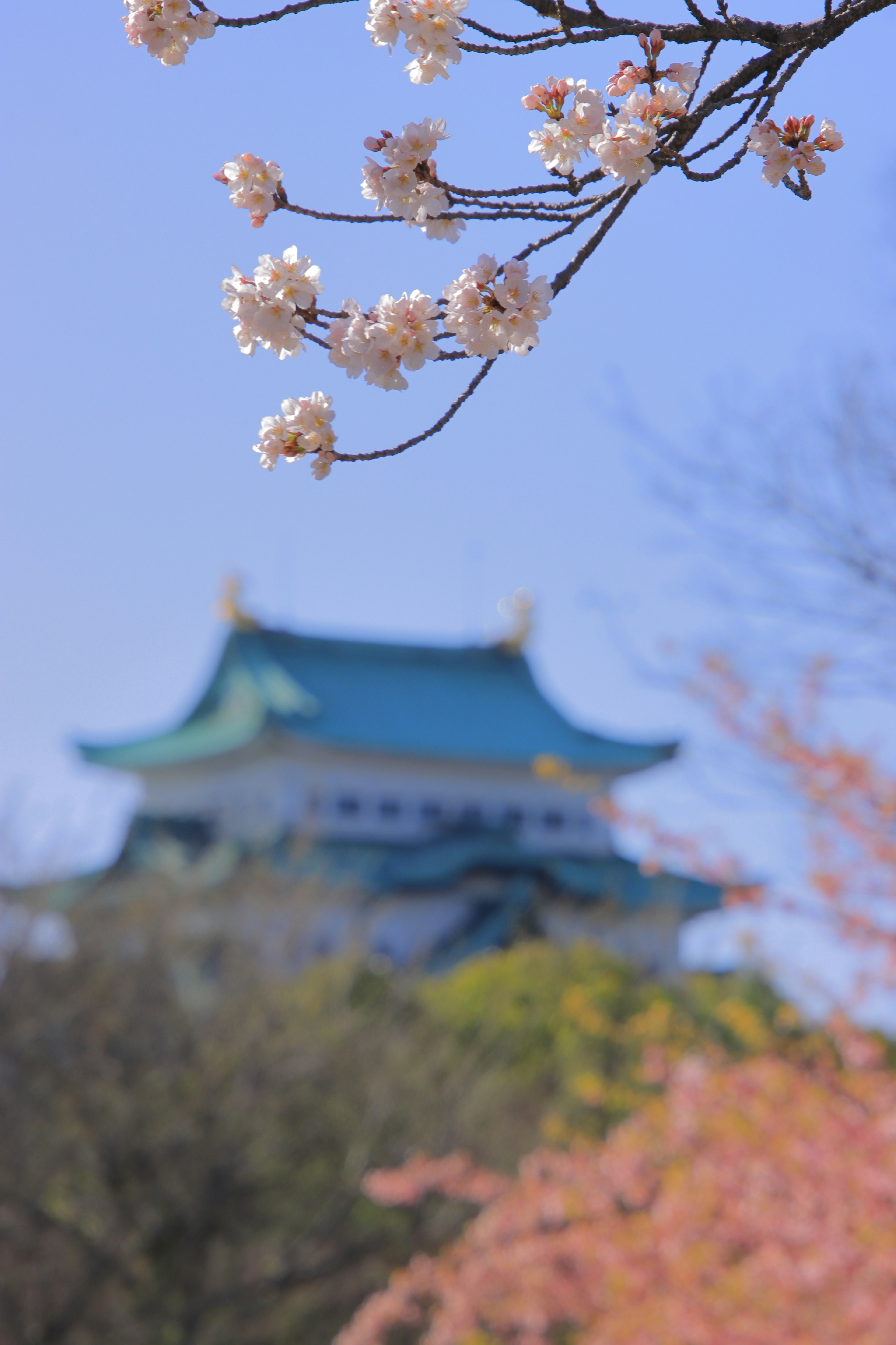 Cherry blossoms framing Nagoya Castle in a serene landscape