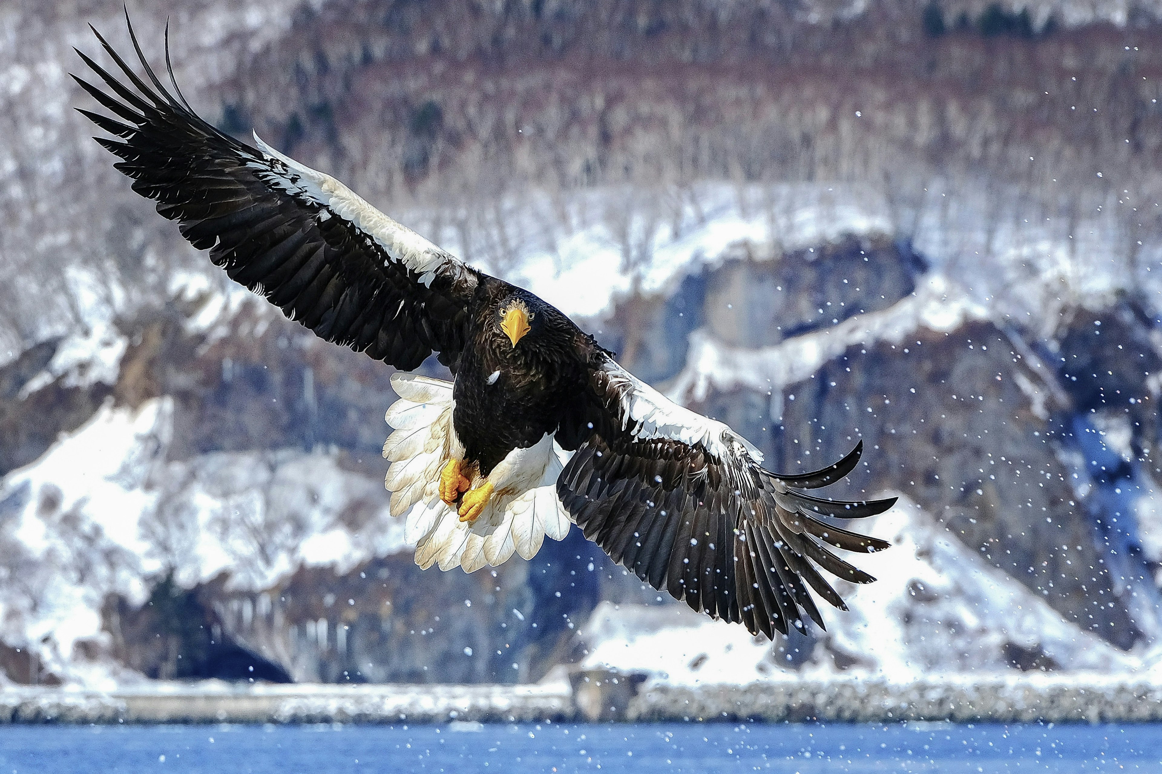 Majestätischer Adler, der über eine verschneite Landschaft fliegt