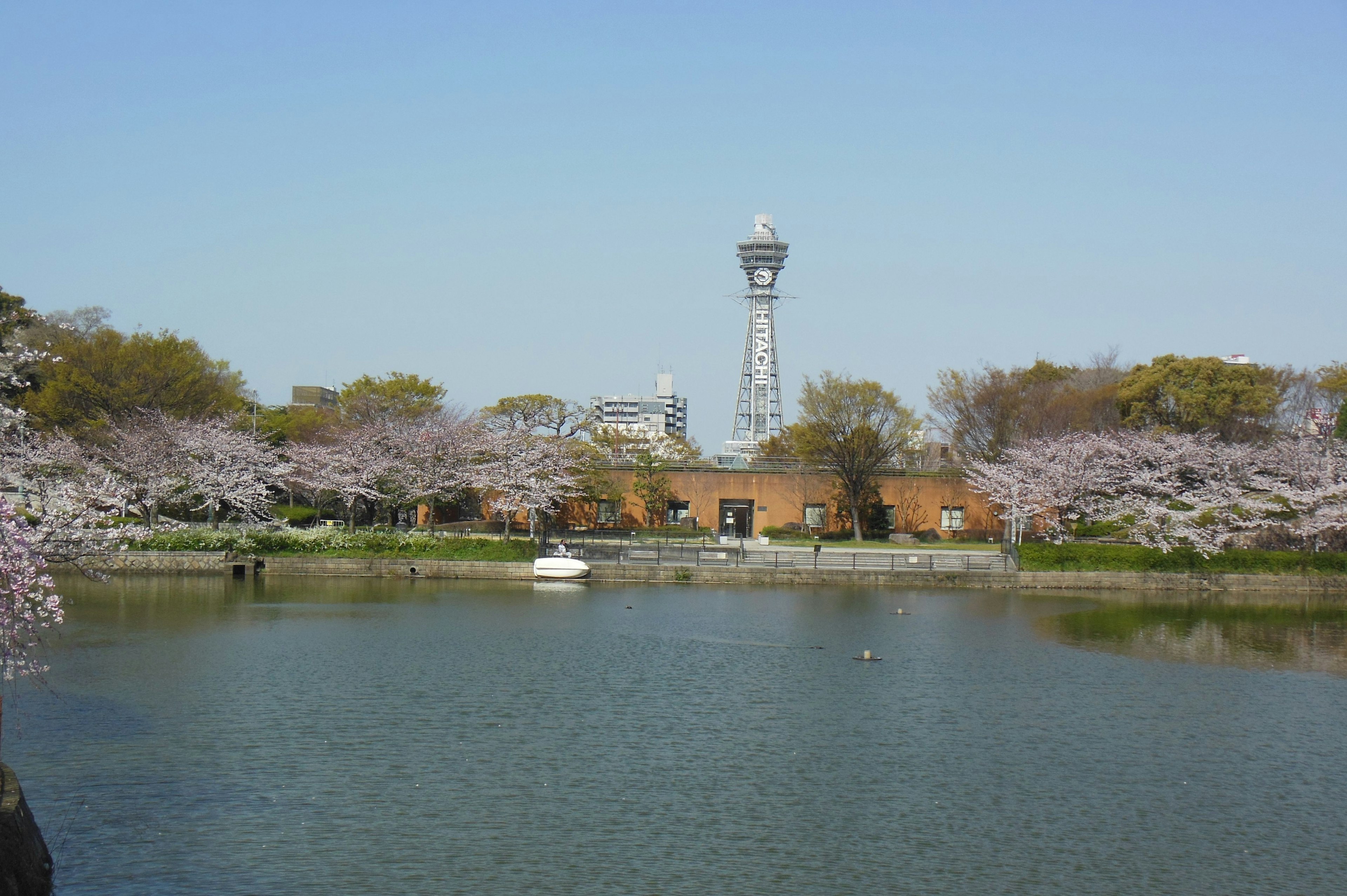 Pemandangan indah pohon sakura di sekitar kolam dengan menara