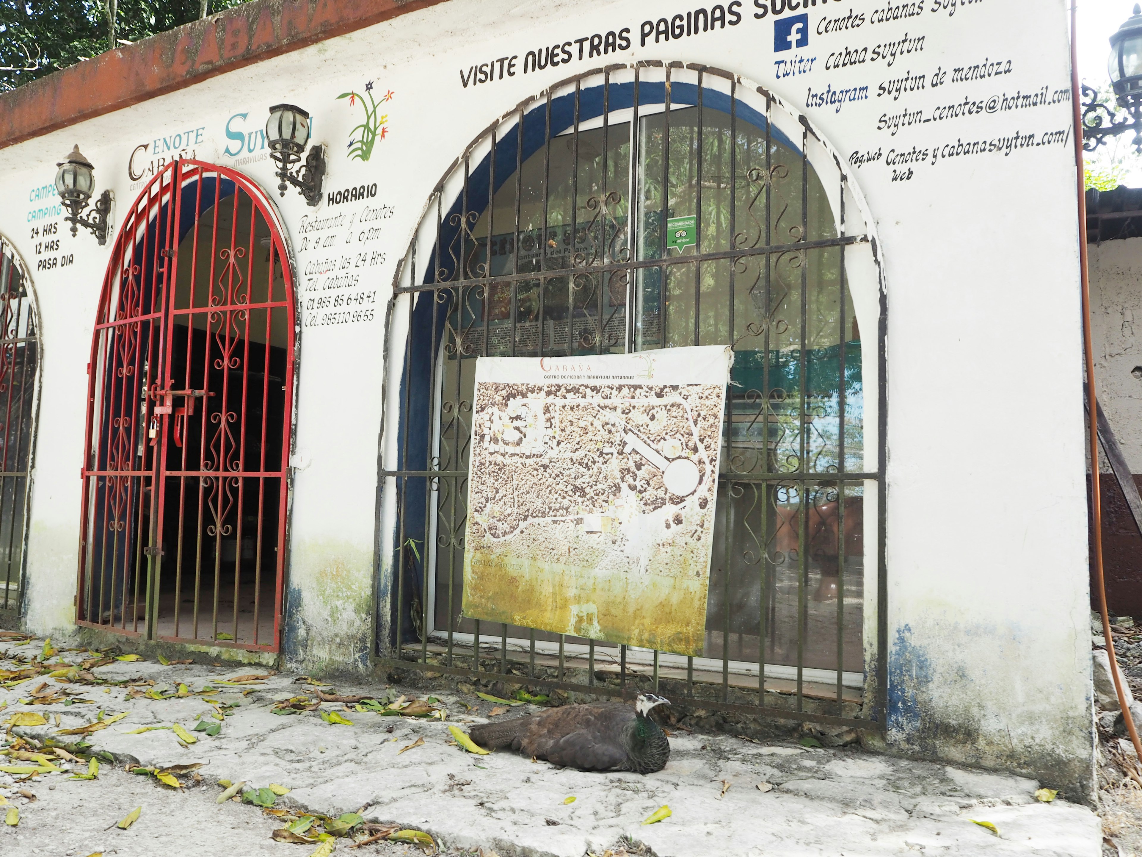 Dog resting in front of a building with red barred doors and a white sign