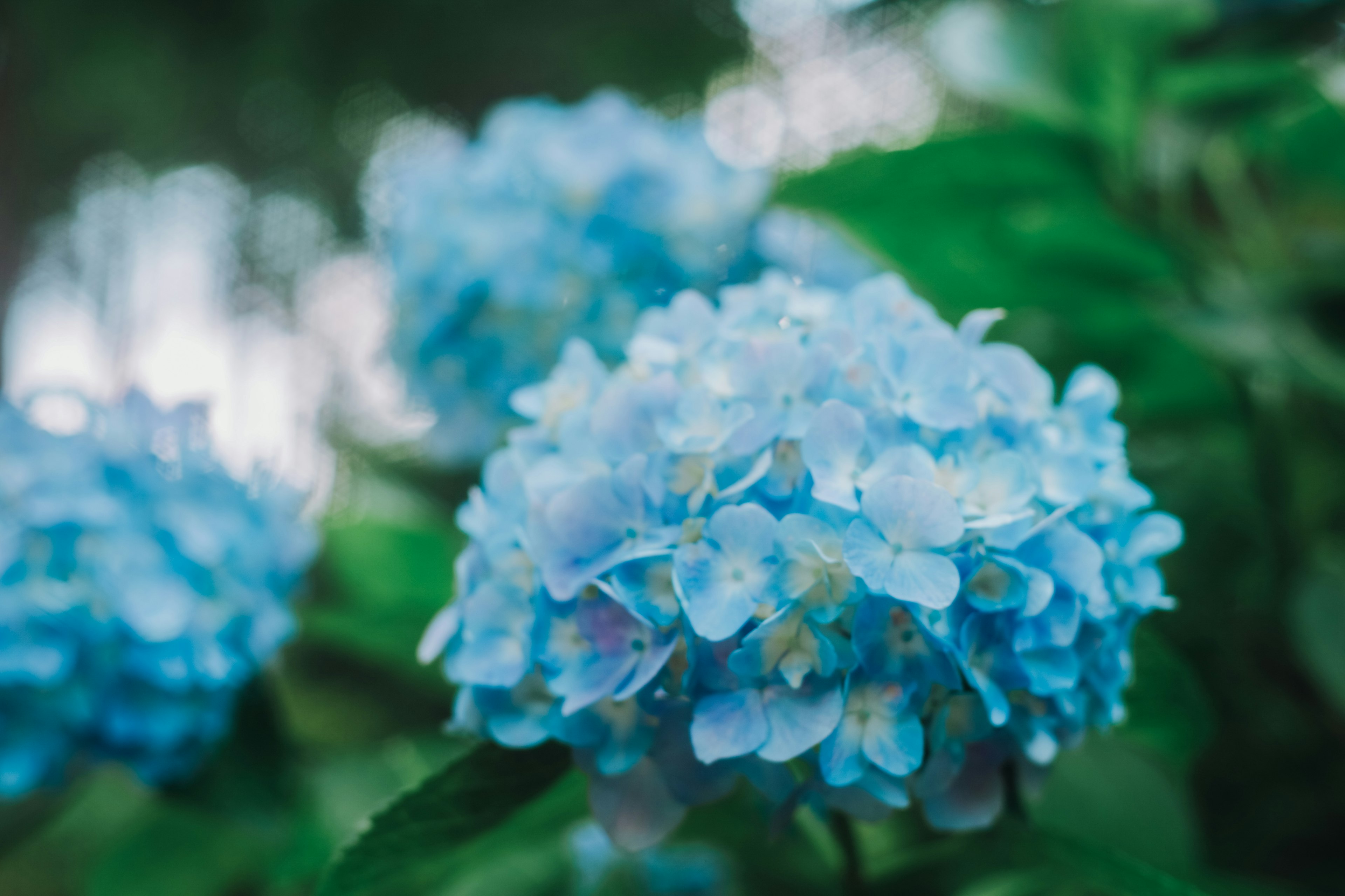 Kedekatan bunga hortensia biru di taman