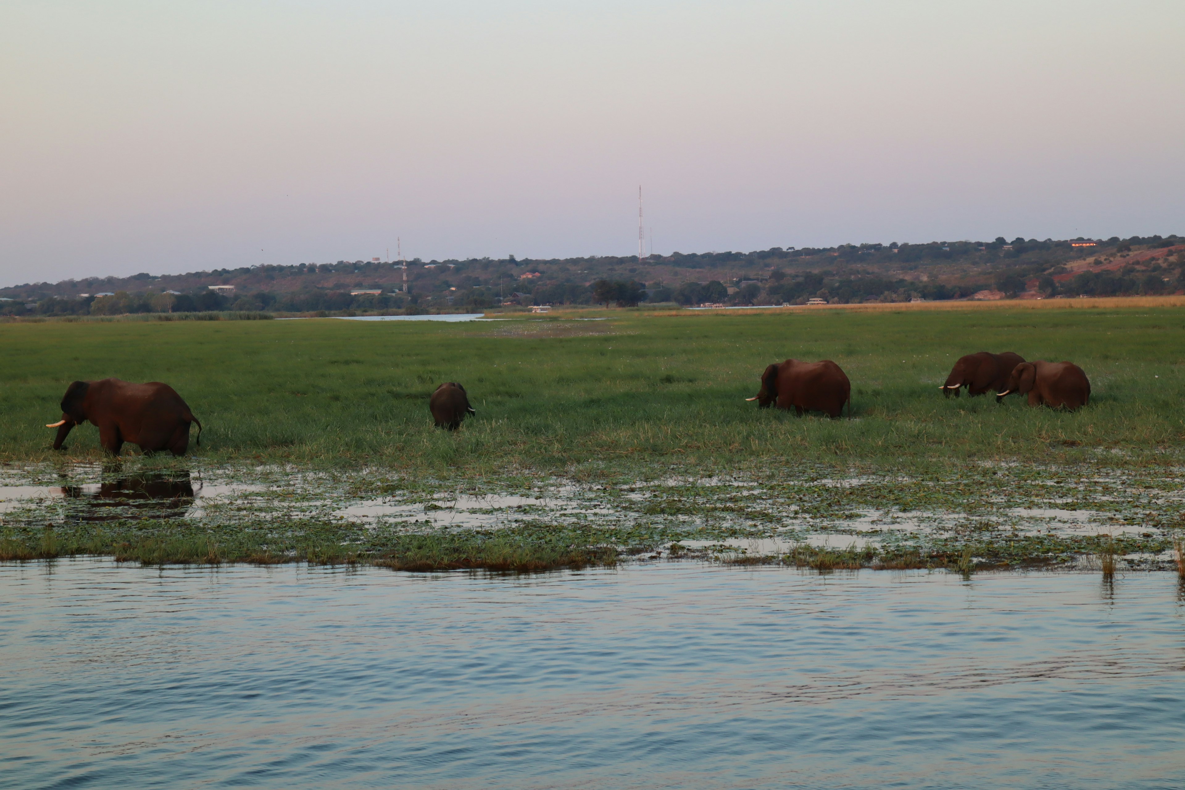 Manada de elefantes pastando cerca del agua durante un sereno atardecer