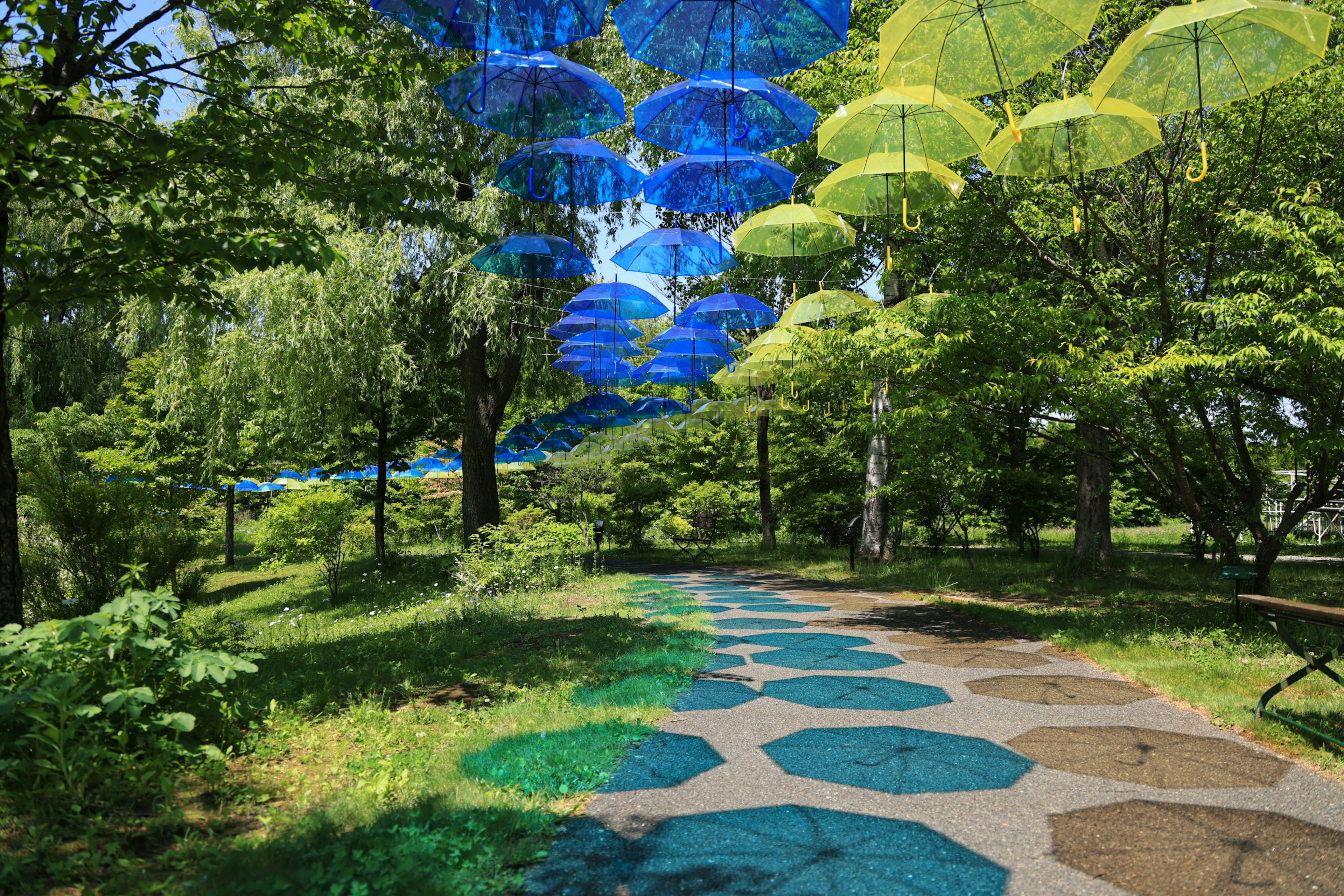 Un chemin de parc vibrant avec des parapluies bleus et jaunes suspendus au-dessus