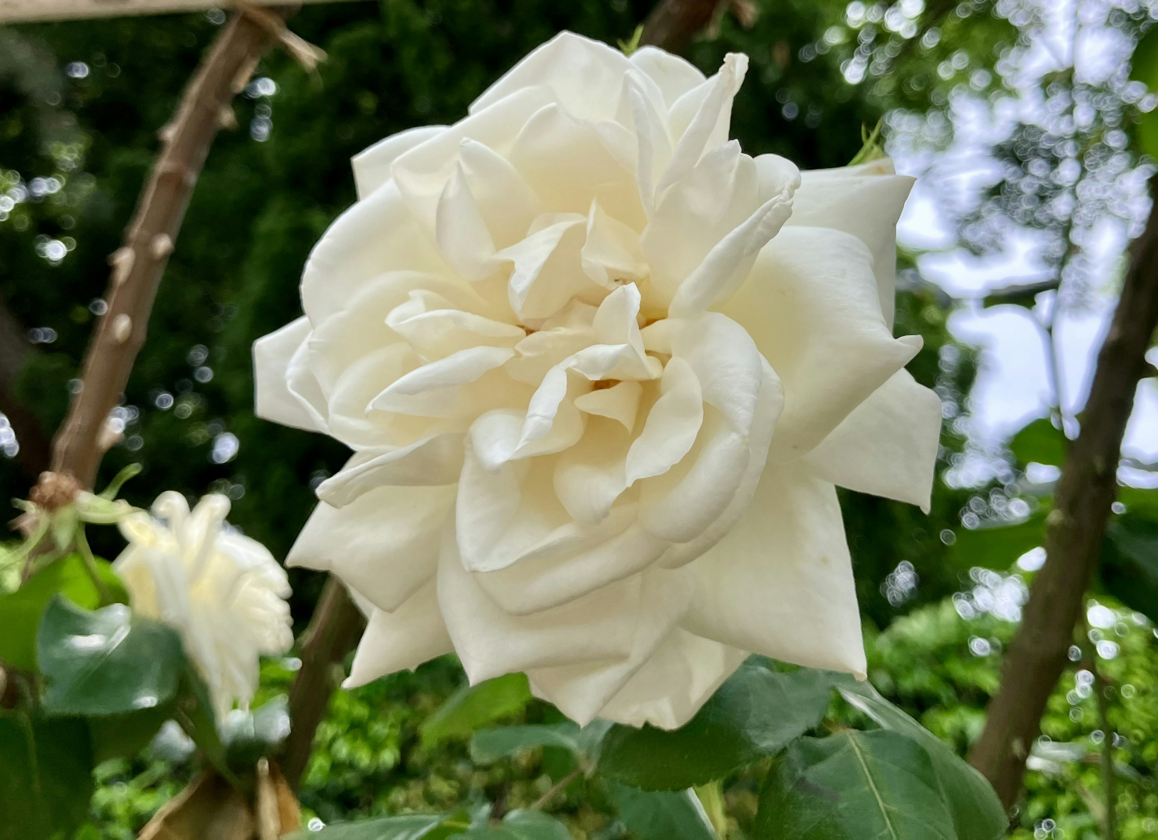 Une fleur de rose blanche épanouie parmi des feuilles vertes