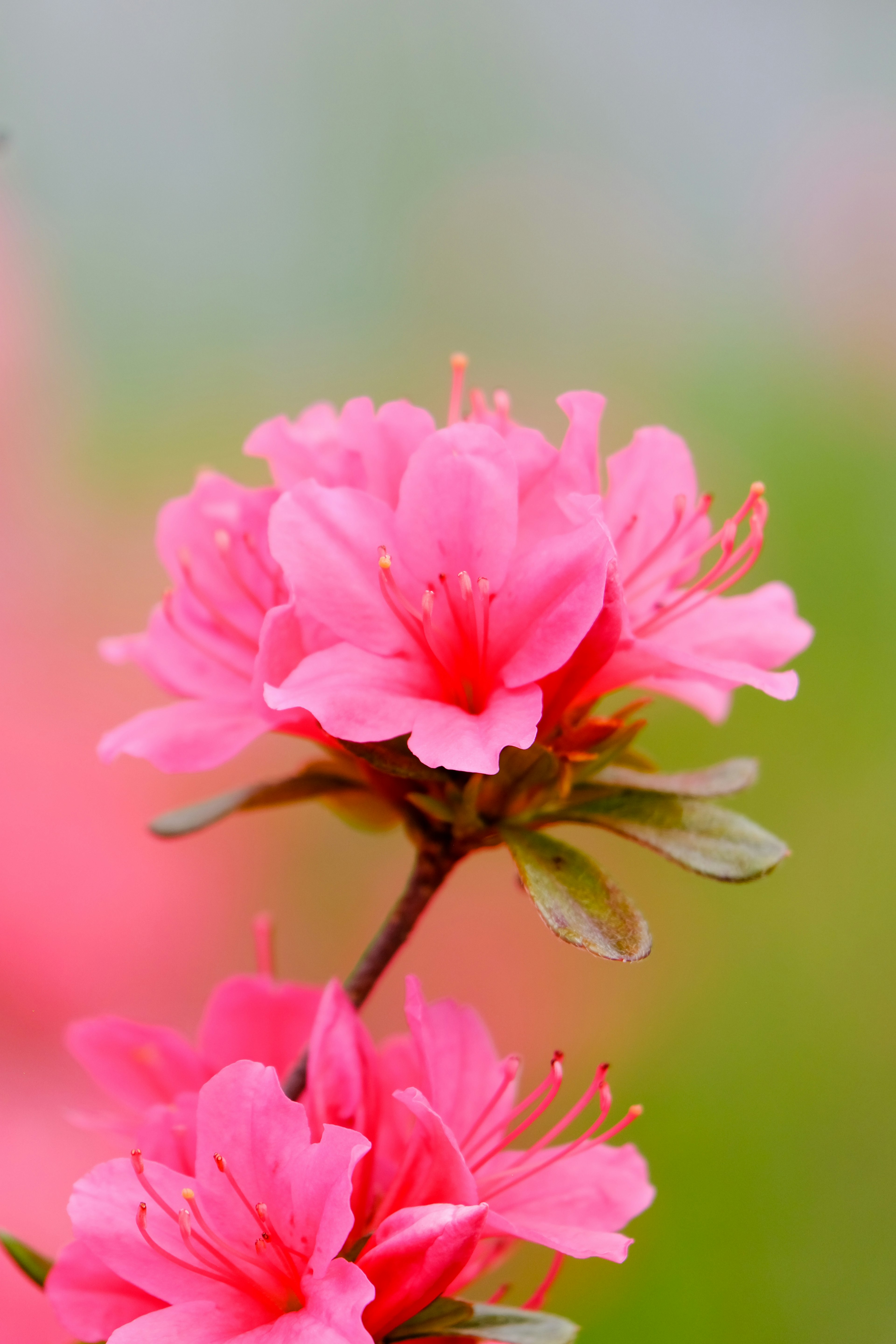 Flores de azalea rosa vibrantes en flor