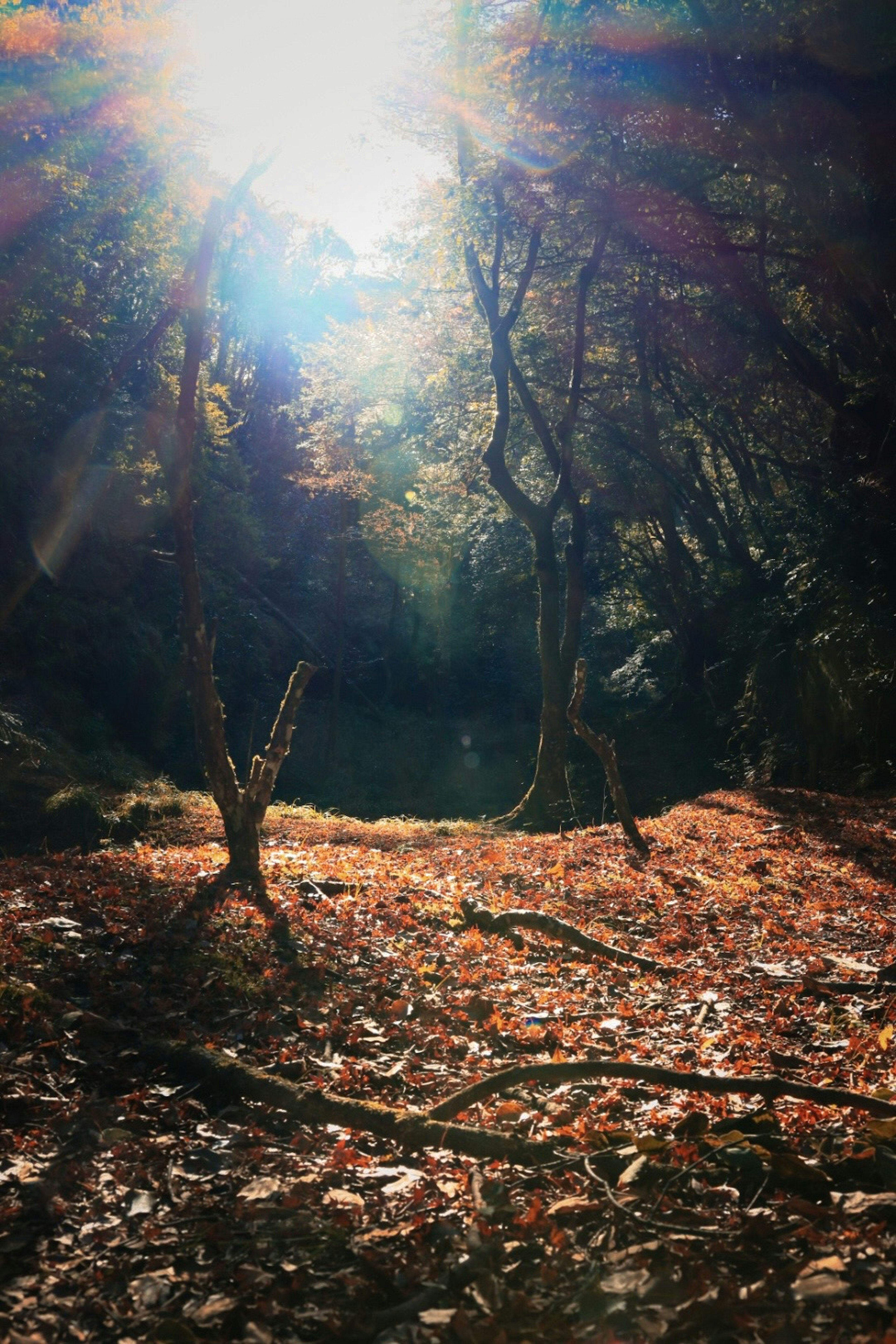 Forest landscape with sunlight filtering through trees and fallen leaves