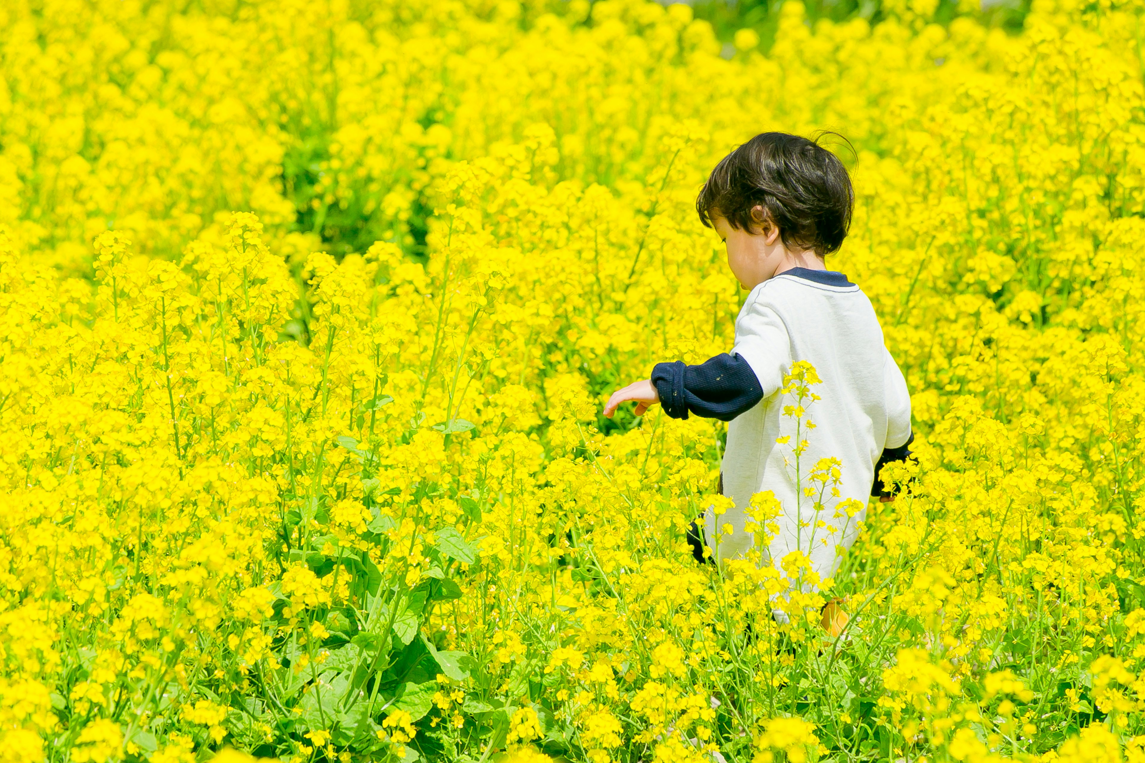 Bambino che esplora un campo di fiori gialli brillanti