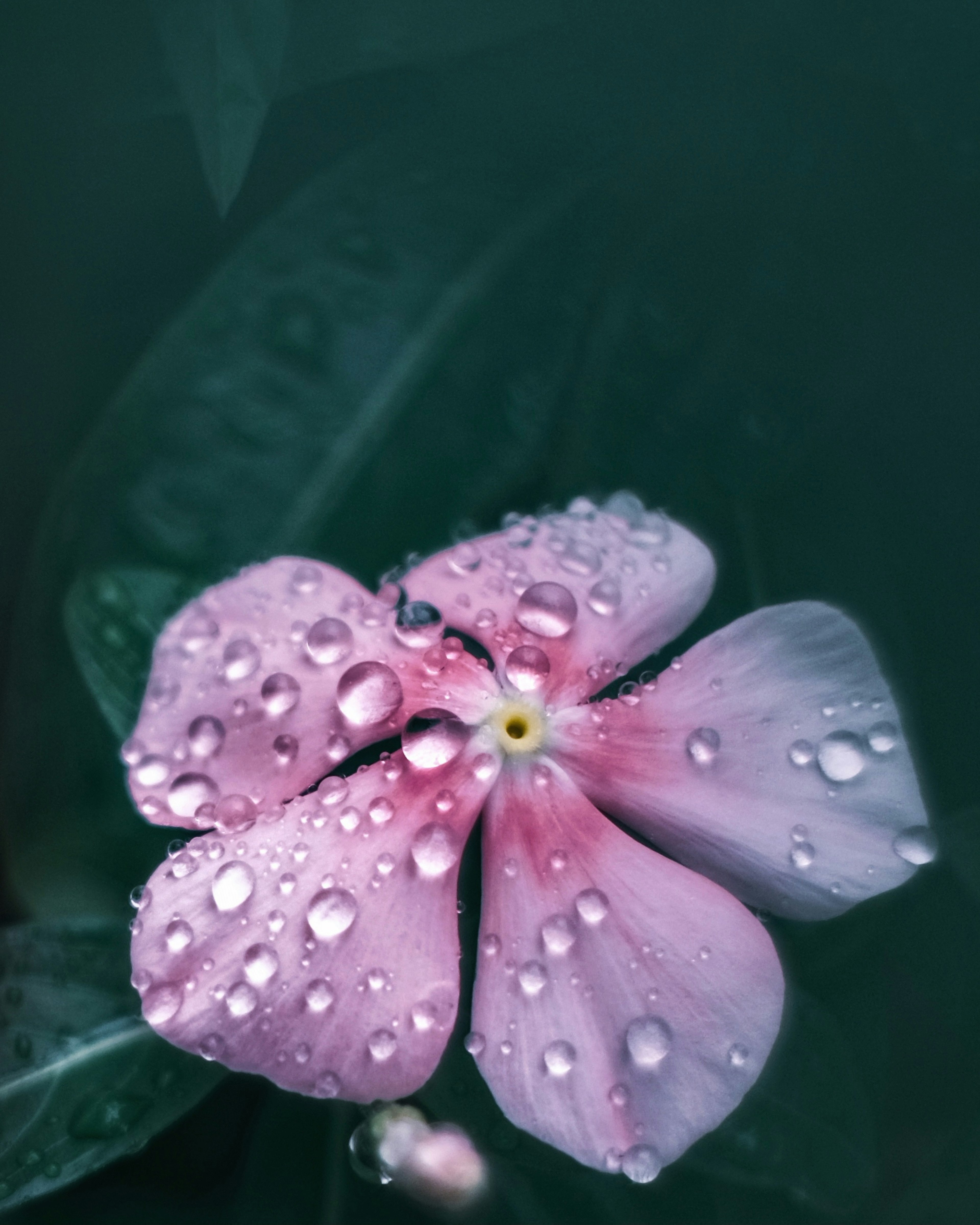 一朵粉紅色花朵，花瓣上有水珠，背景為綠色