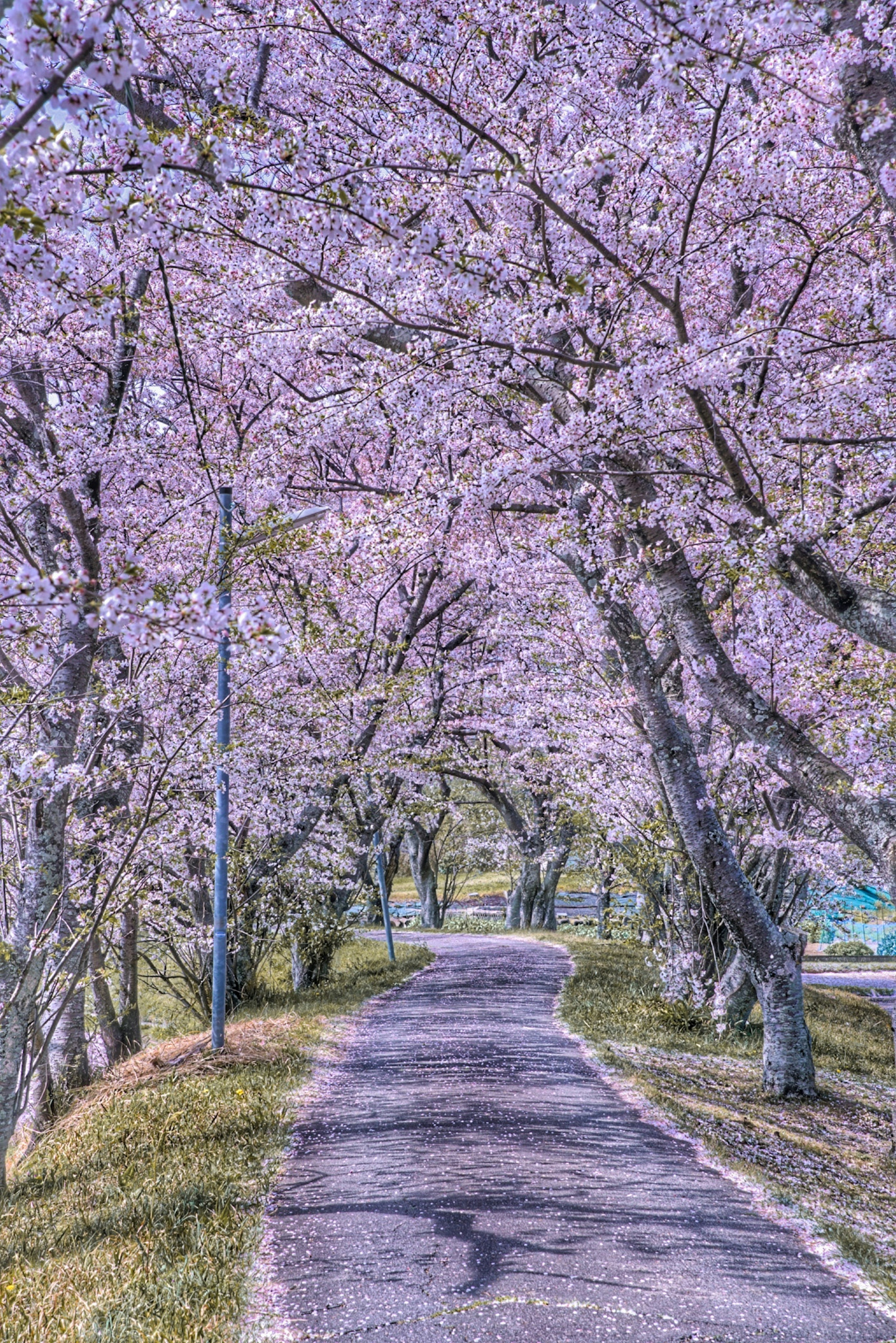 Chemin bordé d'arbres en fleurs de cerisier au printemps