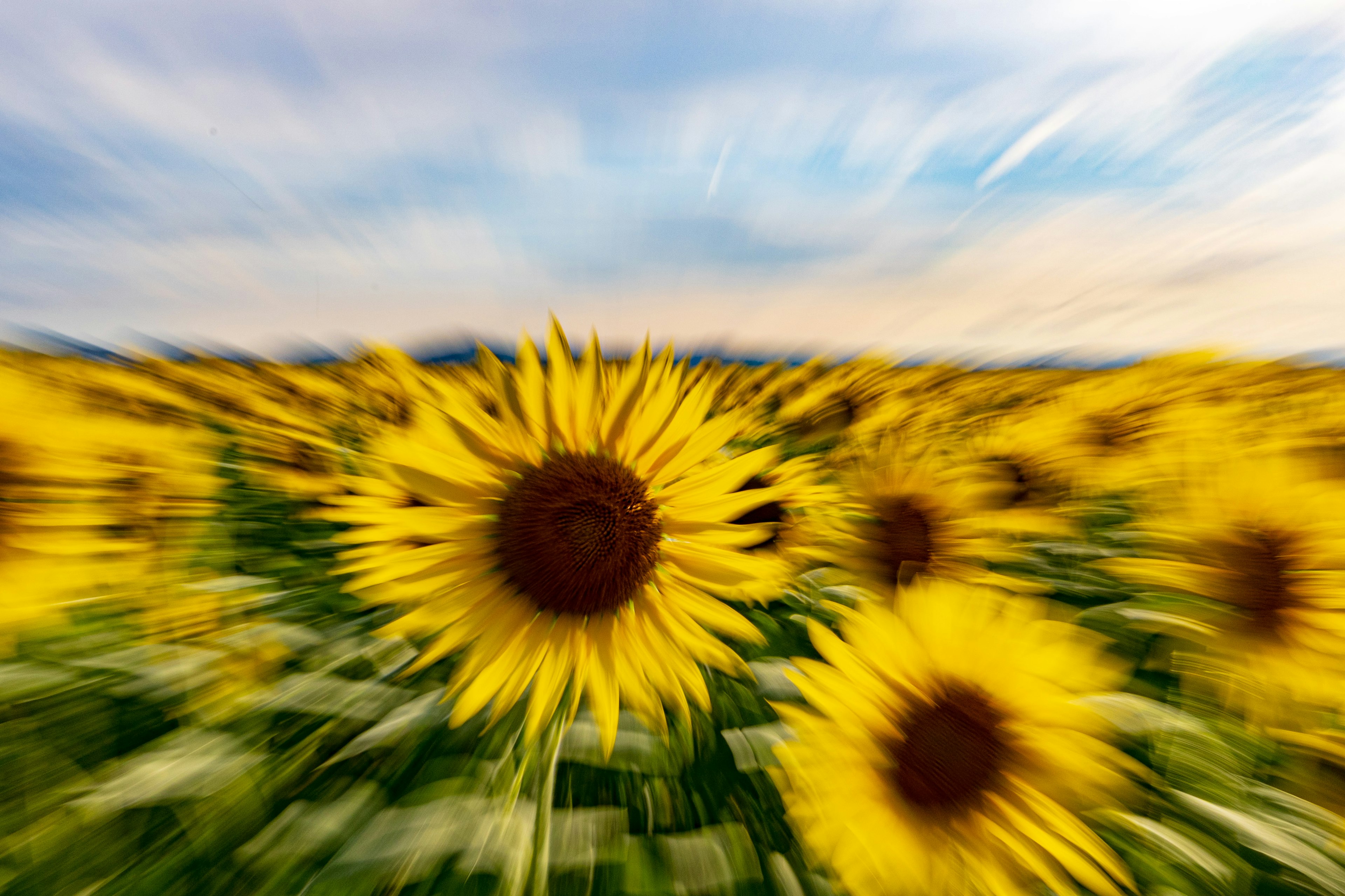 Vibrant field of sunflowers with a blue sky background
