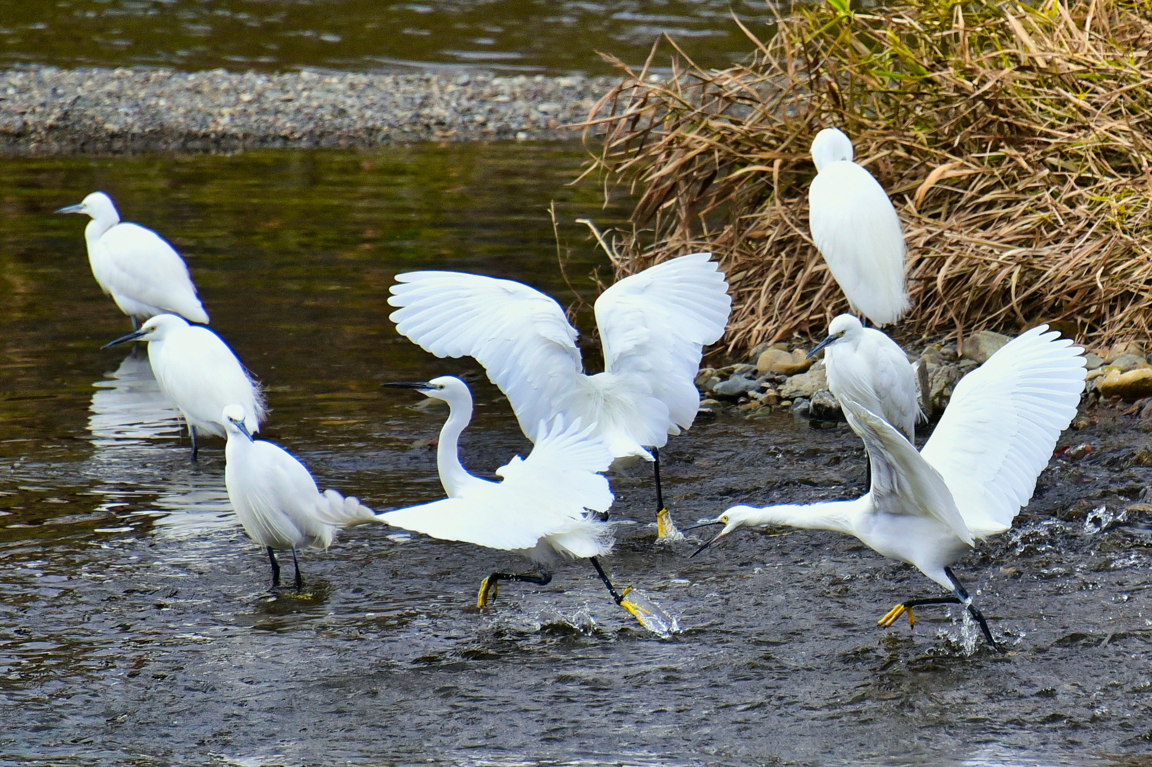 Una escena de aves blancas jugando junto al agua