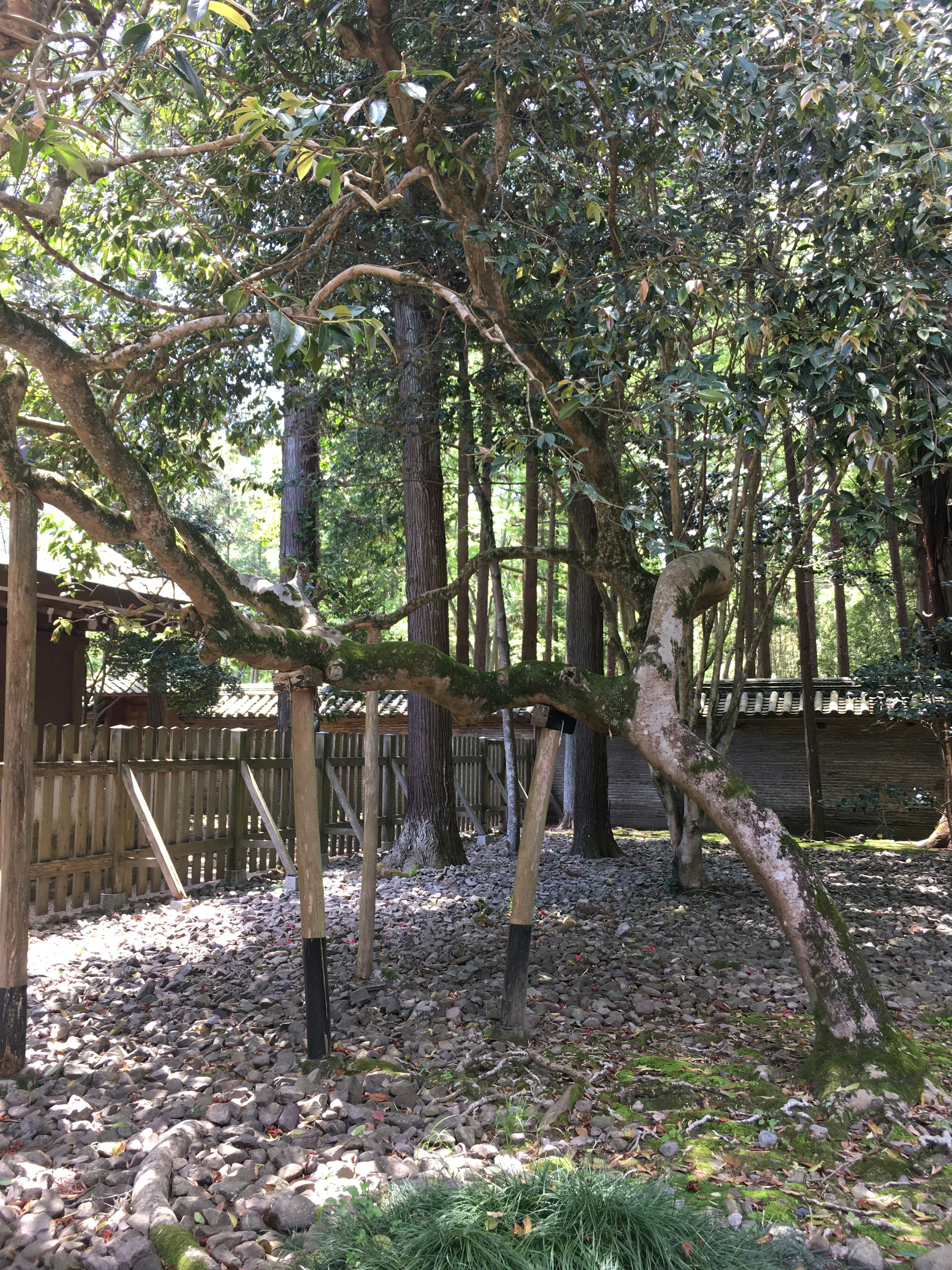 Árbol de forma única en un bosque frondoso con hojas caídas