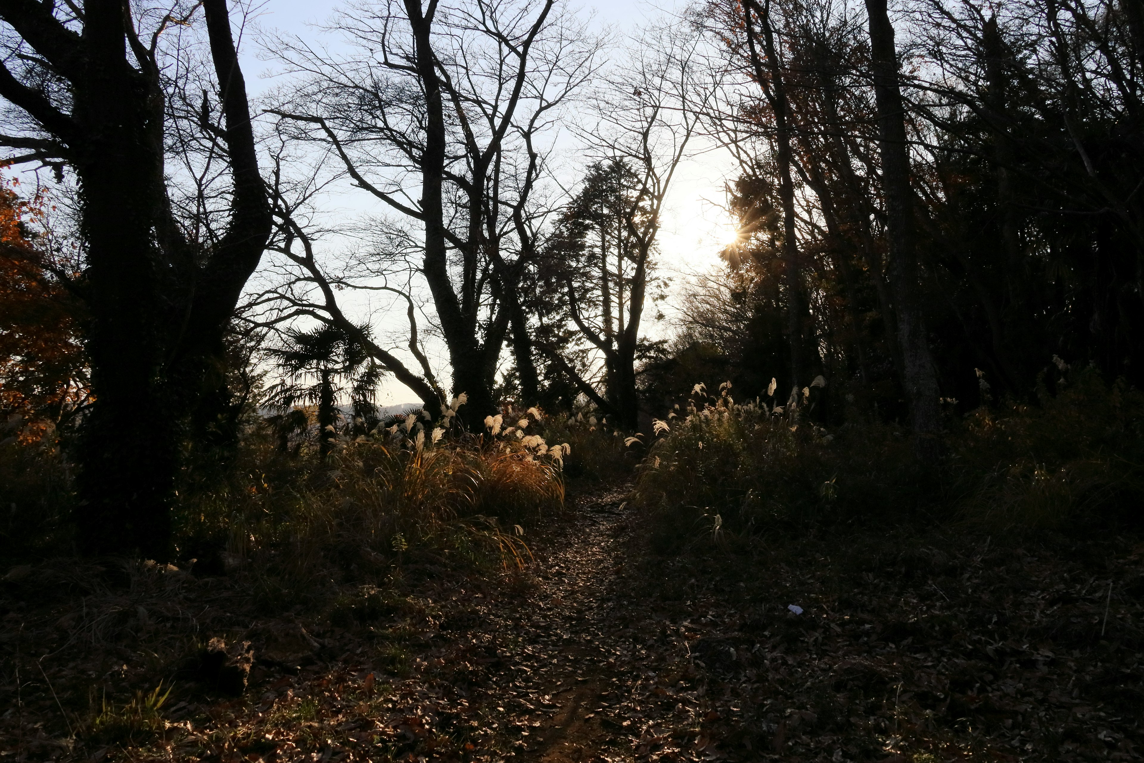 Weg durch einen Herbstwald mit silhouettierten Bäumen und einer untergehenden Sonne