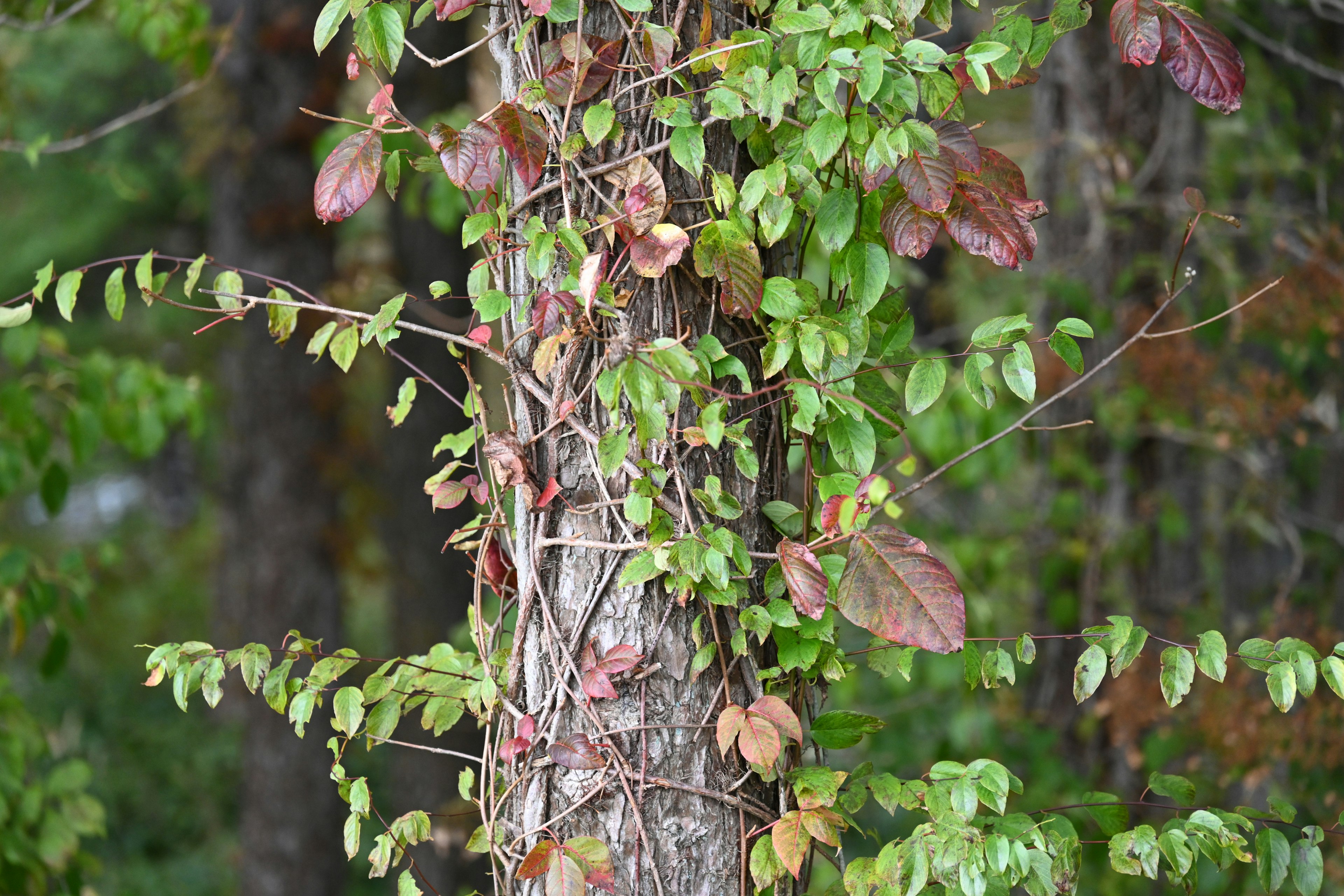 Fusto d'albero avvolto da foglie verdi e rosse